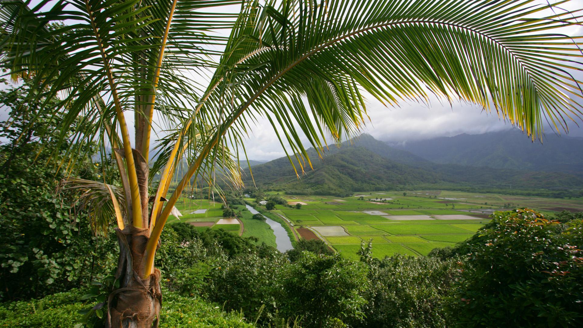 Taro Fields wallpaper