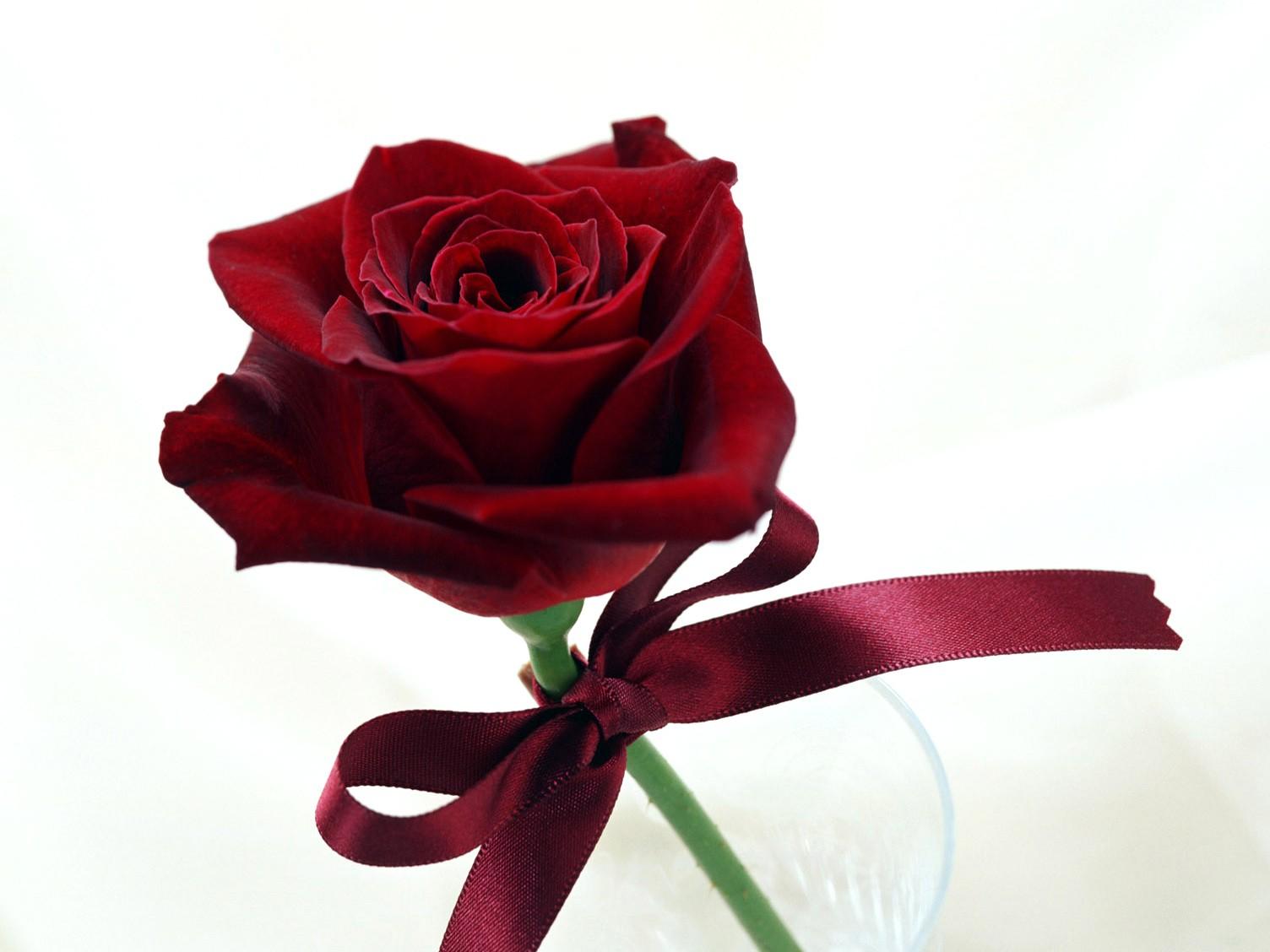 Fancy, Red, Rose, Flower Wallpaper, Nature Image, Rose