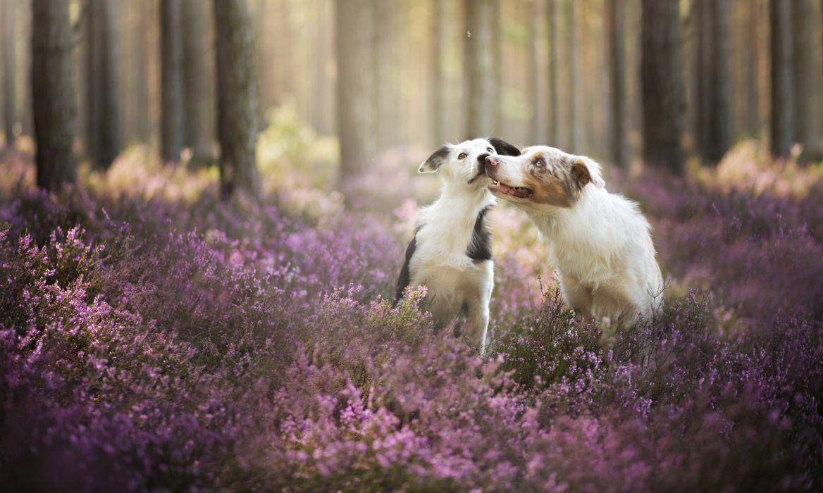 Dogs Forest Border Collie Animals Nature wallpaperx2096