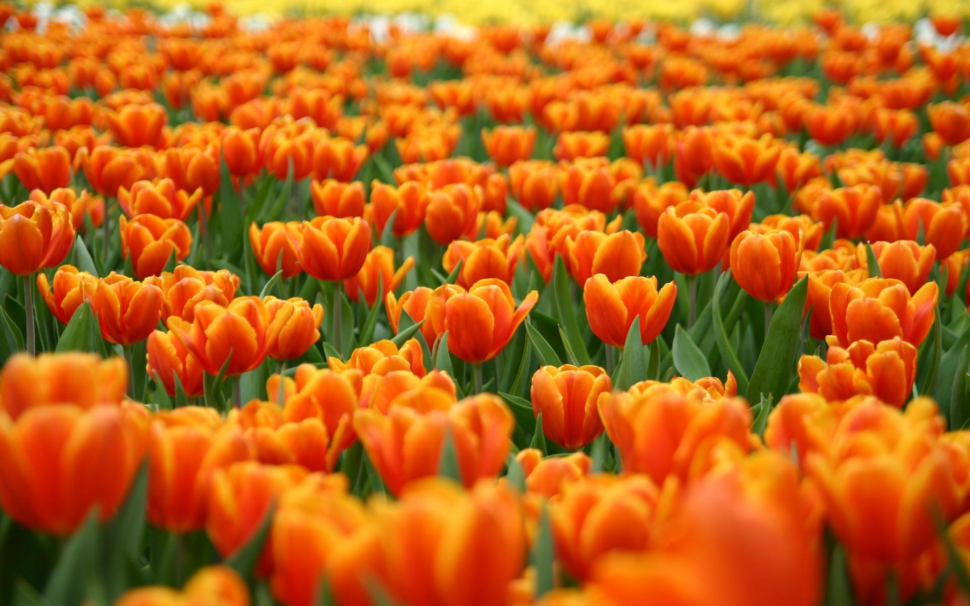 Orange Tulips Wallpaper Flowers Nature Wallpaper in jpg format