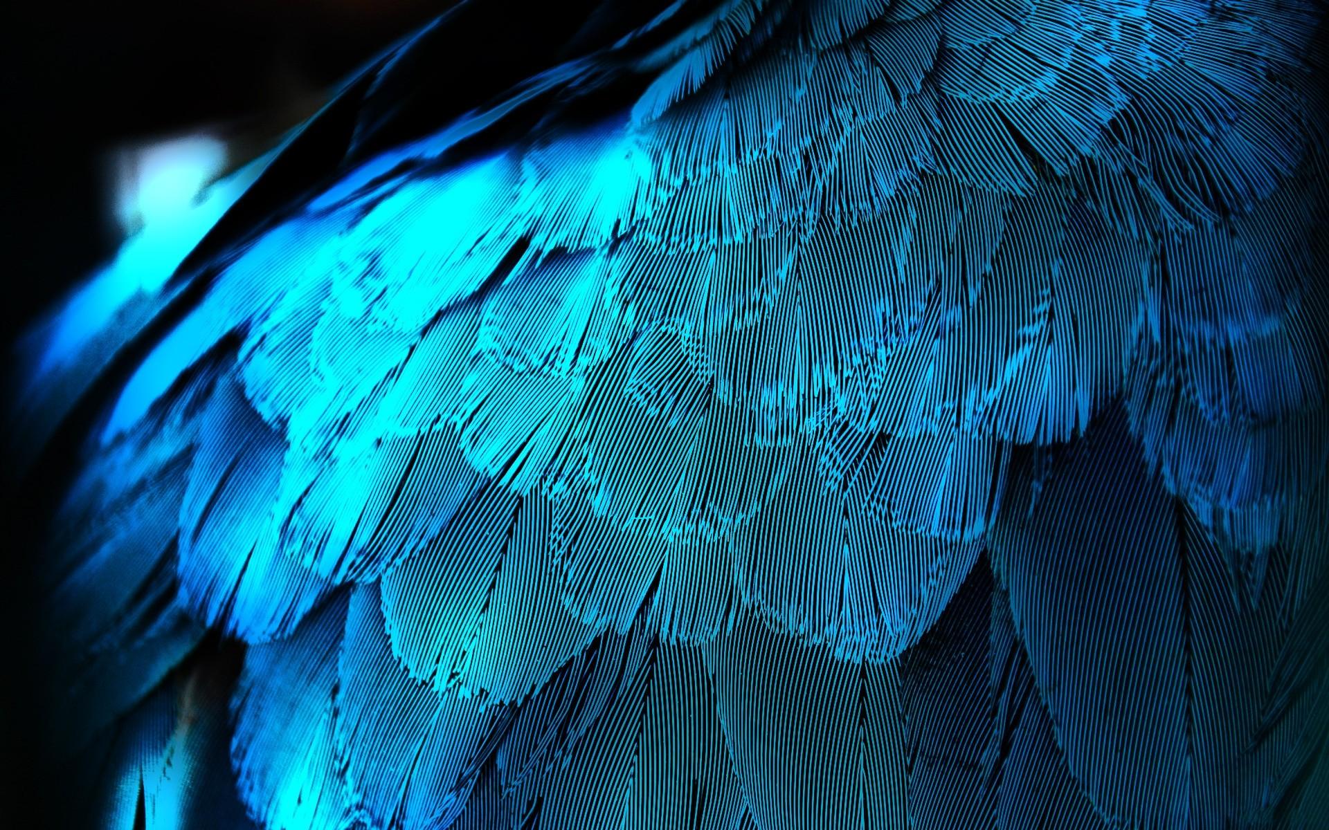 Electric Blue Feathers wallpaper. Electric Blue Feathers