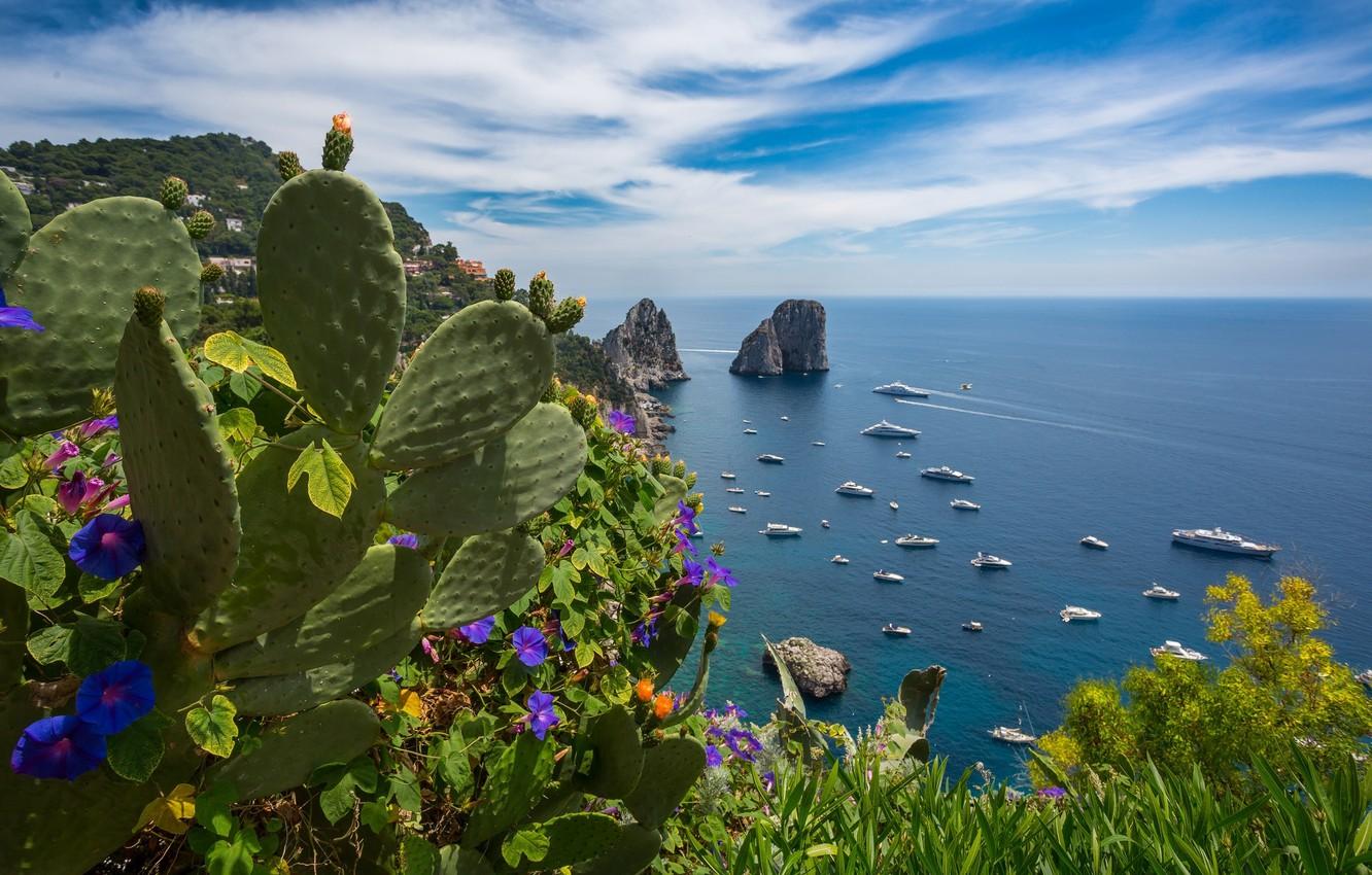 Wallpaper sea, summer, flowers, yachts, cactus, Italy, Capri image for desktop, section пейзажи