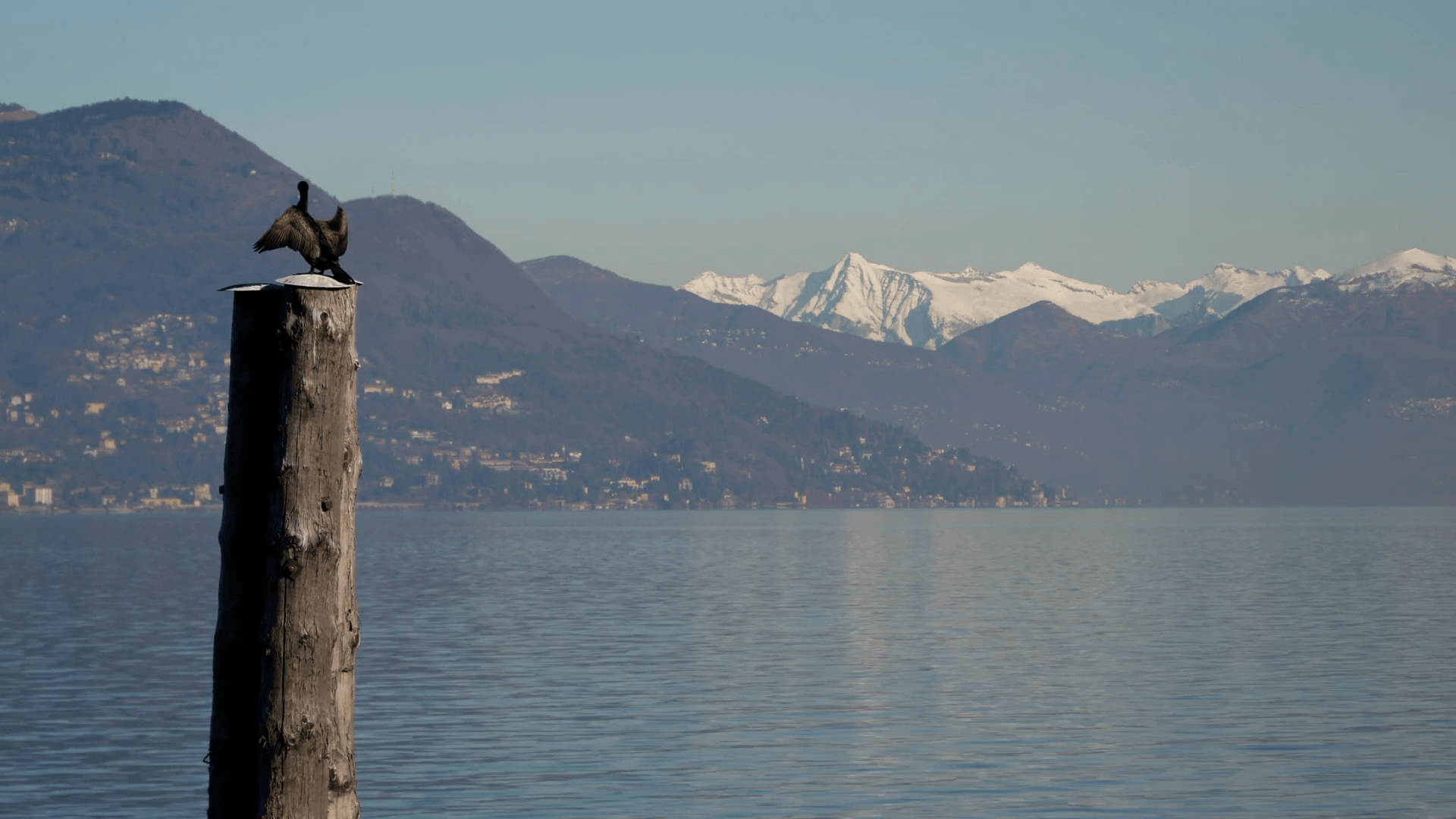 Wide Open. Bird on Lake Maggiore waiting for Ferry Stock Video Footage