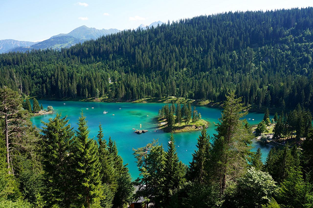 image Switzerland Ticino Lake Maggiore Nature Spruce Forests