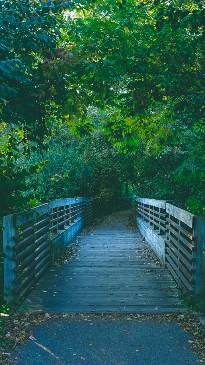 Bridge Path Trees Summer Wallpaper- [720x1280]