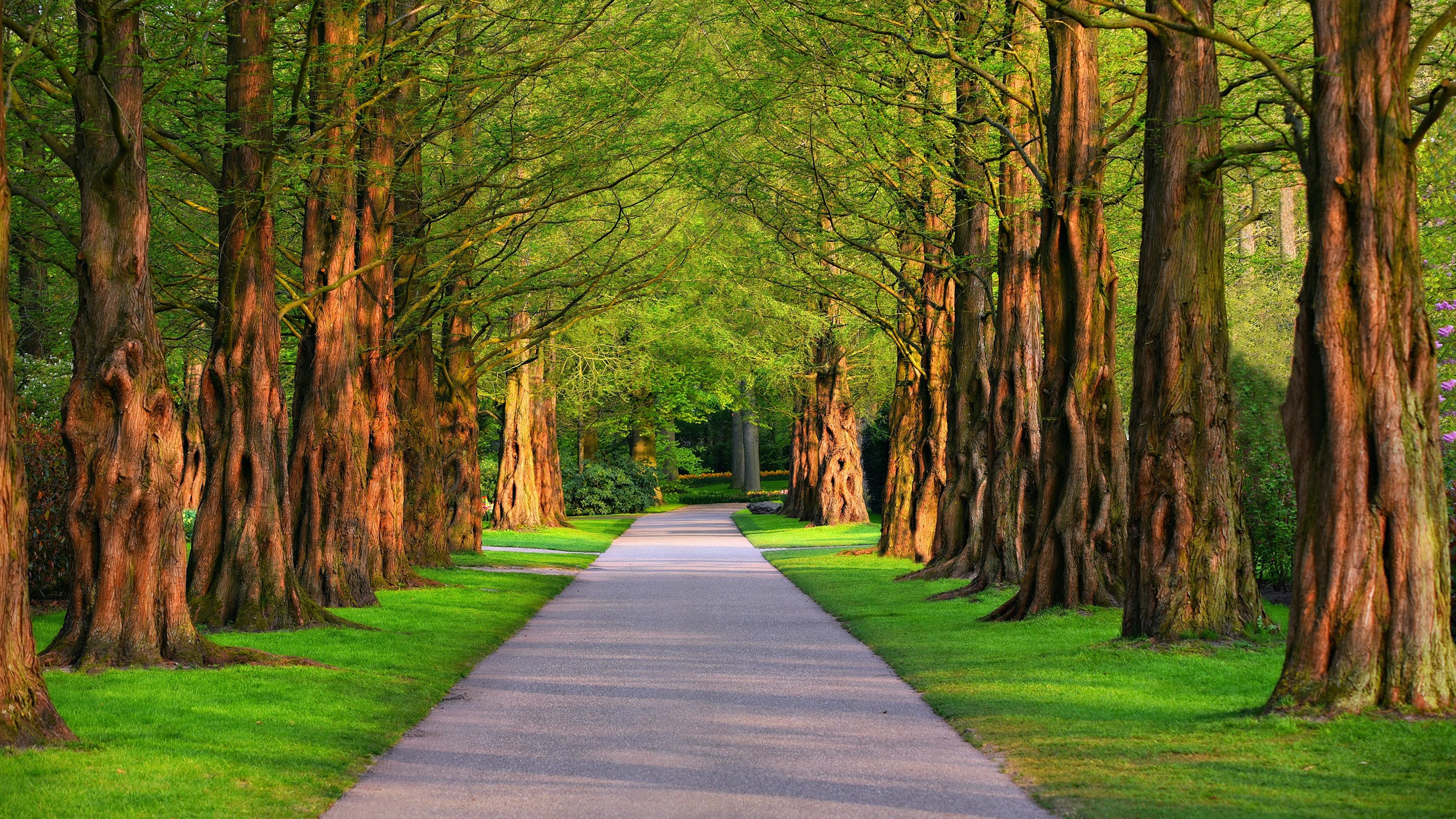 image Nature Avenue Summer Roads Grass Trees 3840x2160