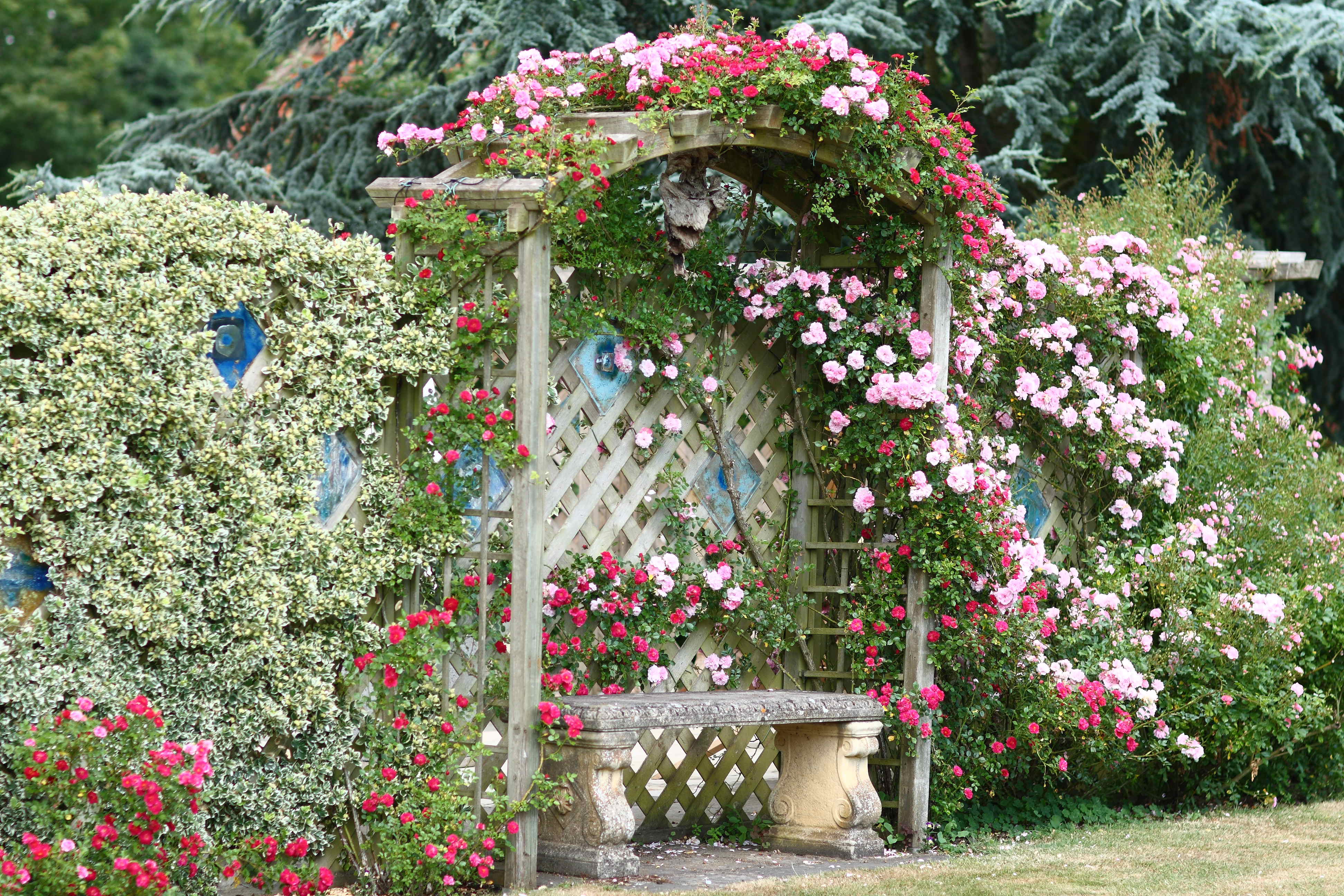 Розарий на даче своими руками фото. Арка Садовая пергола Розария. Плетистые розы сады Англии.