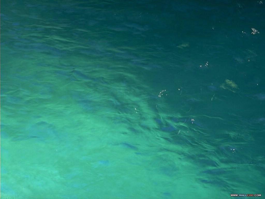 Lush Summer wallpaper green nature wallpaper 1024x768