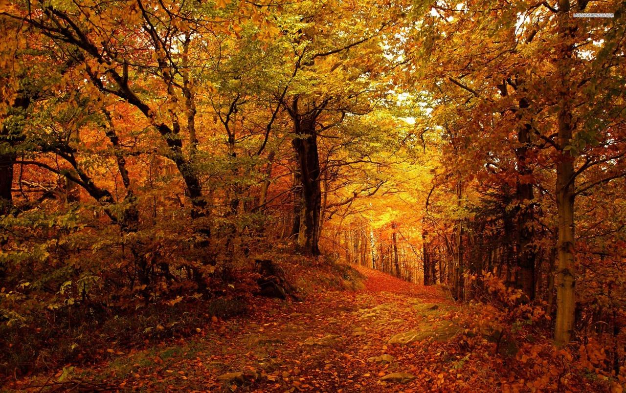 Forest Path & Golden Autumn wallpaper. Forest Path & Golden Autumn