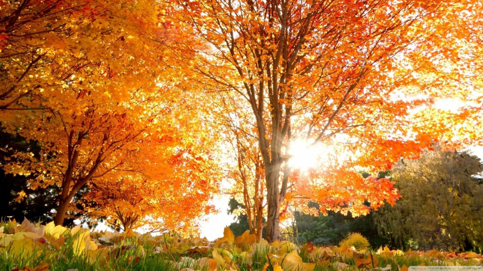 Golden Autumn In Park ❤ 4K HD Desktop Wallpaper for 4K Ultra HD TV