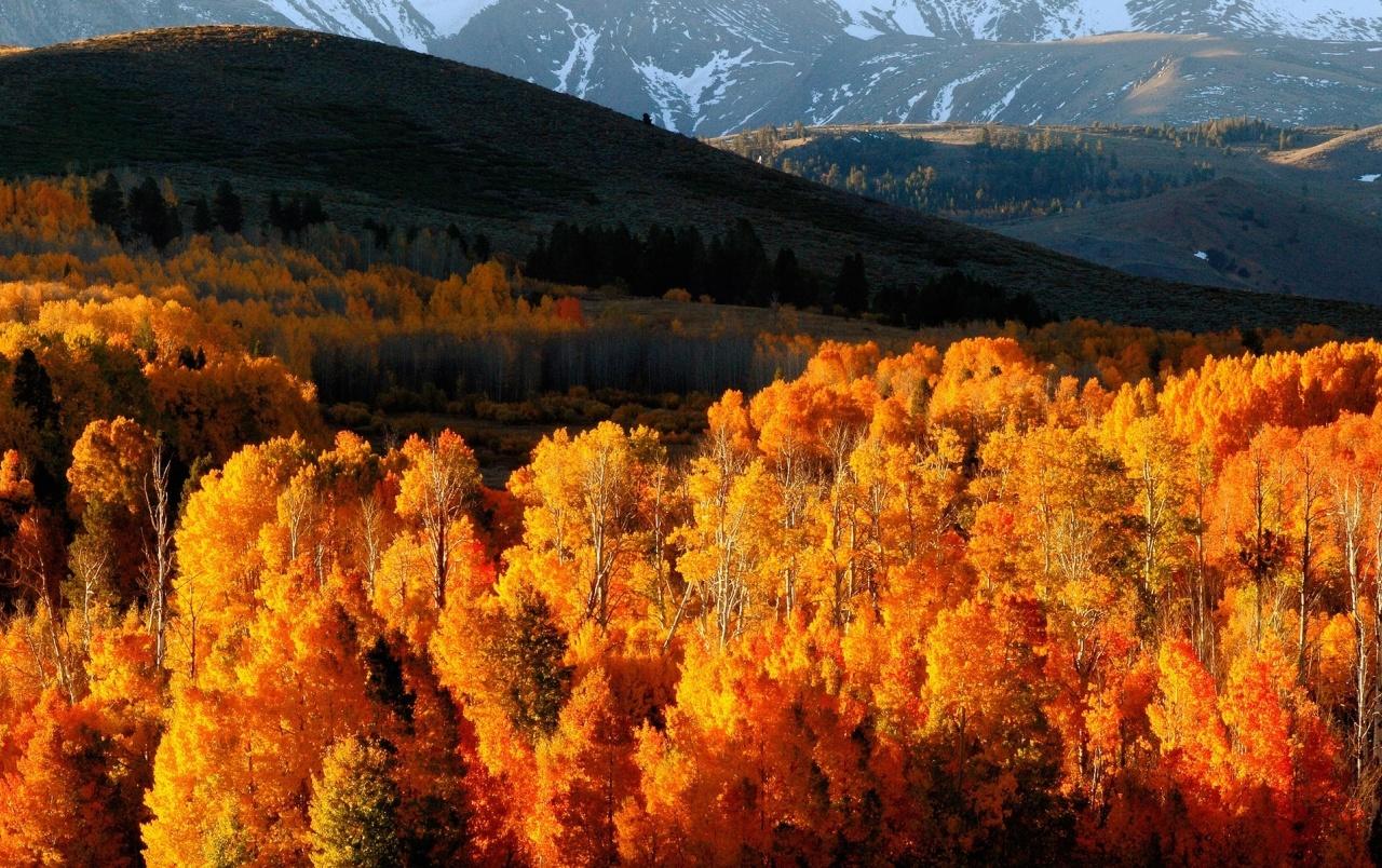 Golden Autumn Trees & Hills wallpaper. Golden Autumn Trees & Hills