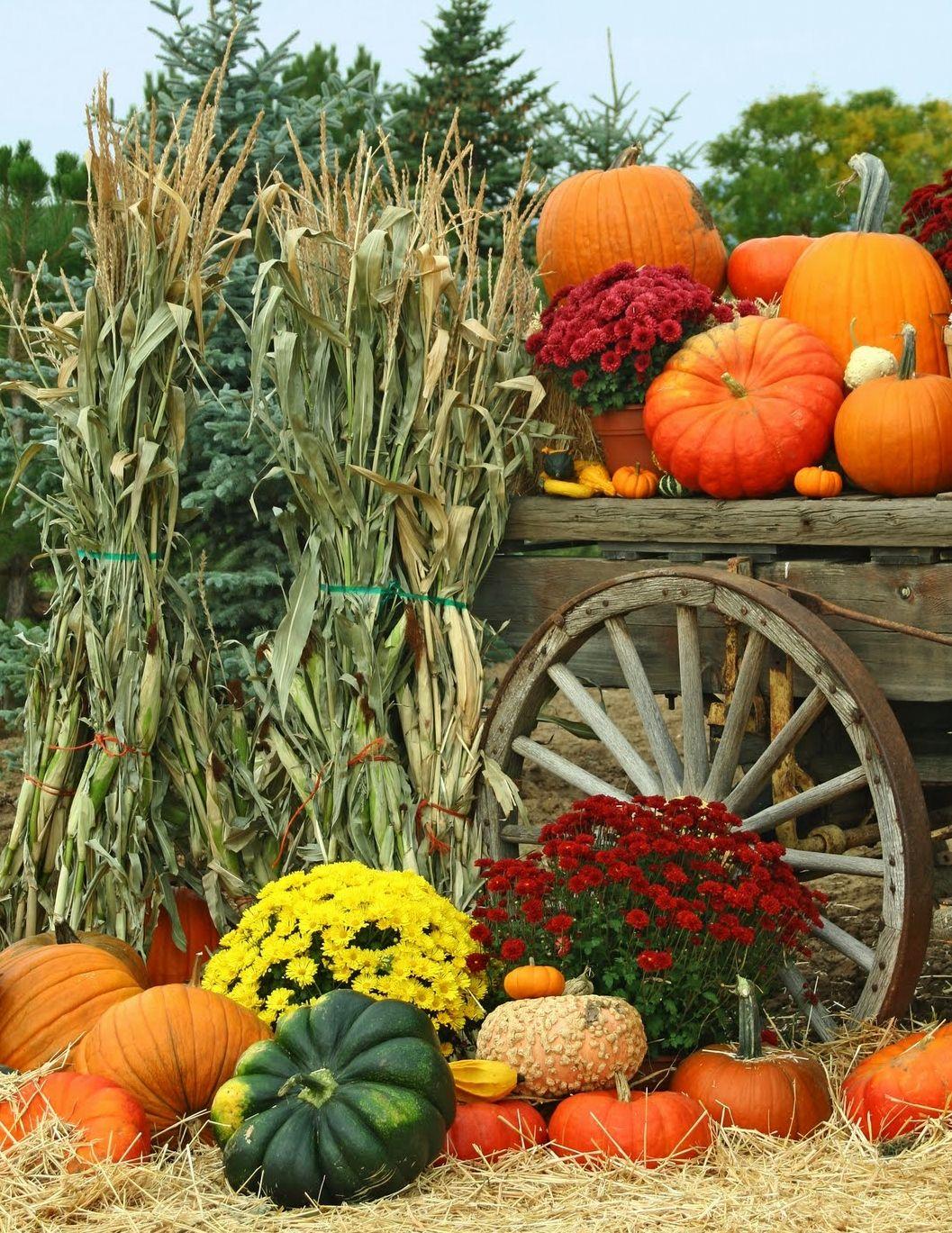 Pumpkin Wagon Wallpapers - Wallpaper Cave