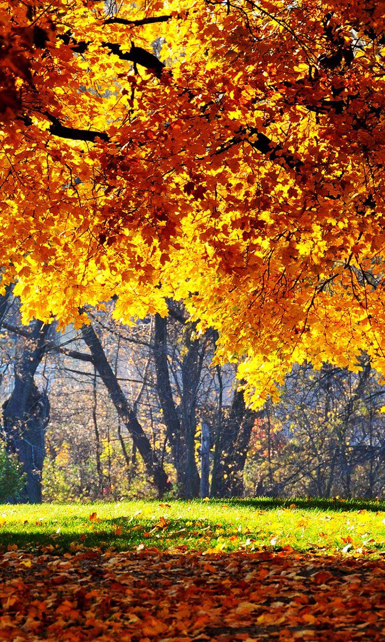 Golden Autumn Mobile Wallpaper for 768x1280. Art. Fall wallpaper