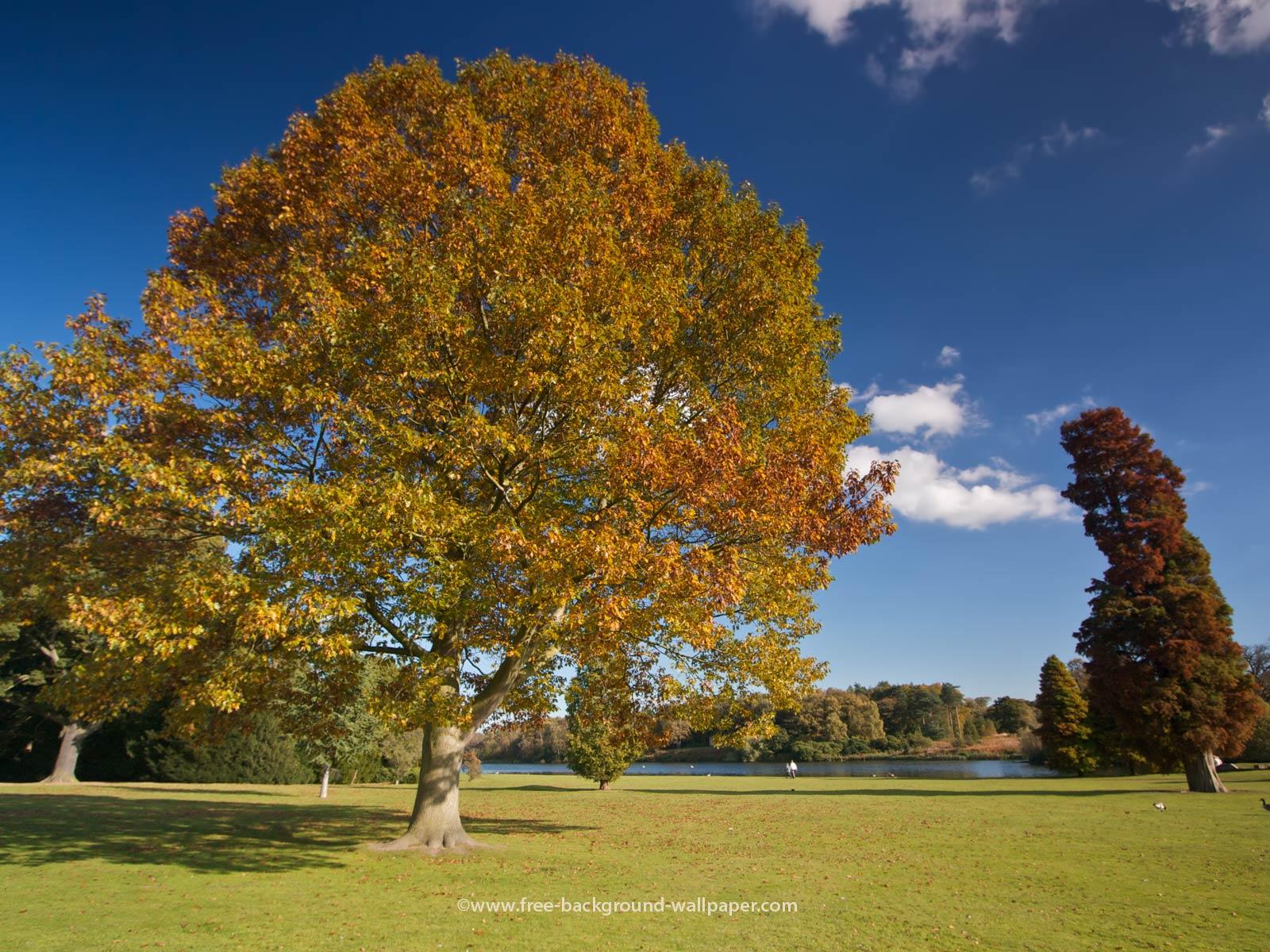 Golden Autumn Tree at Clumber Park Tree Wallpaper