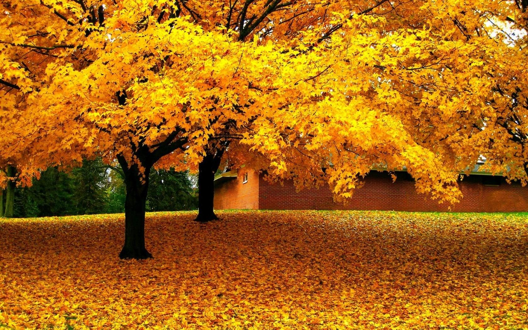 Golden Autumn Trees Bakgrund and Bakgrundx1050