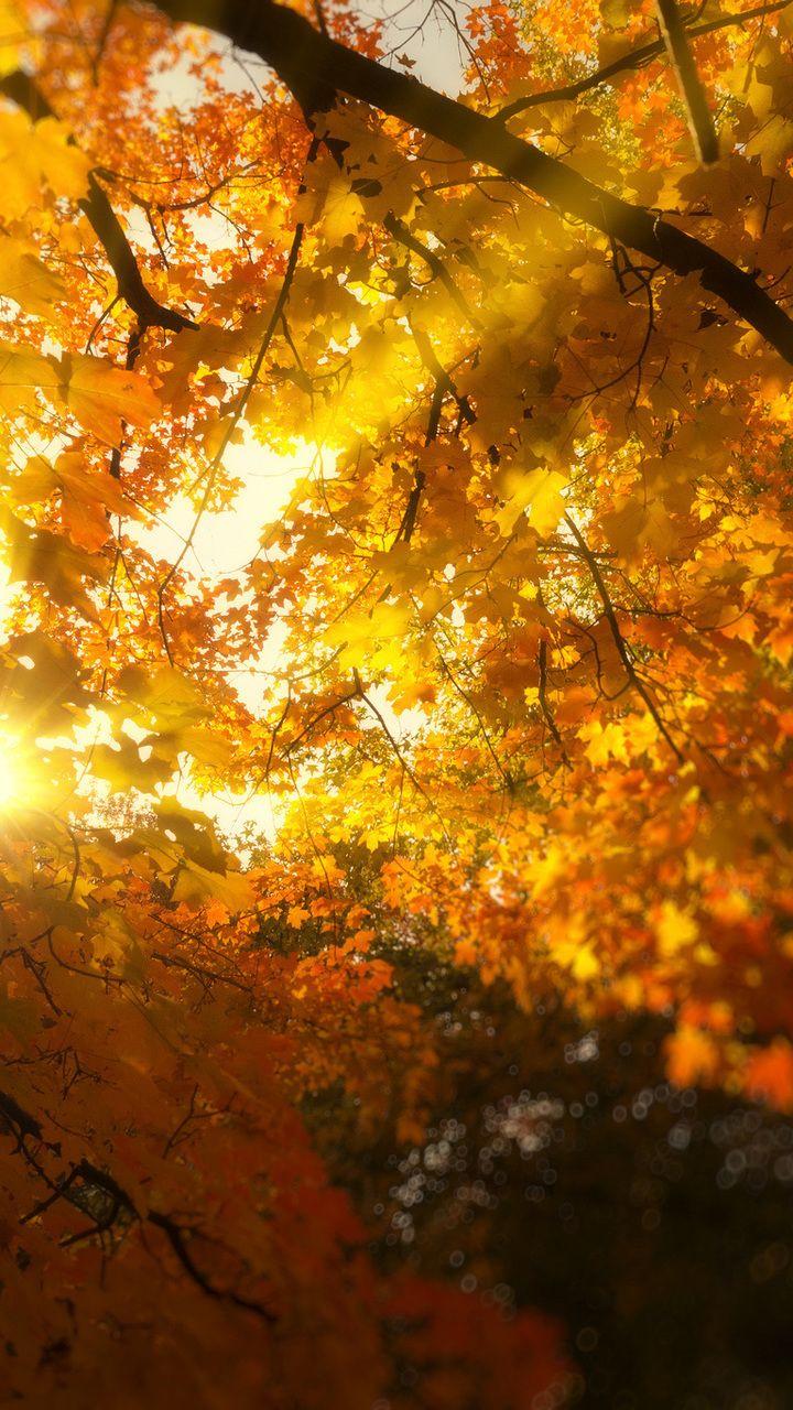 Golden autumn. Fall wallpaper, Phone wallpaper, Autumn photography