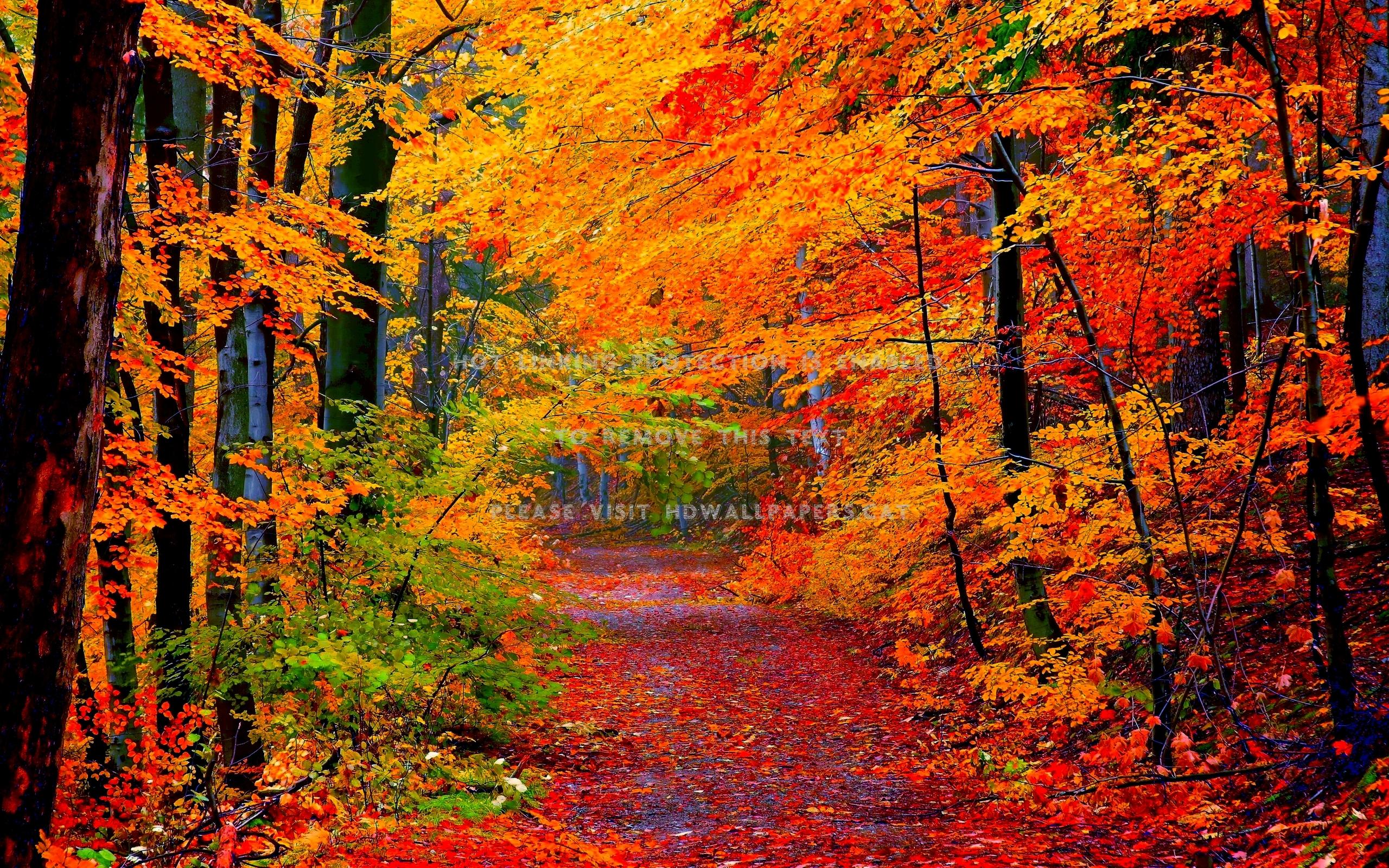 Golden Fall Leaf Wallpapers