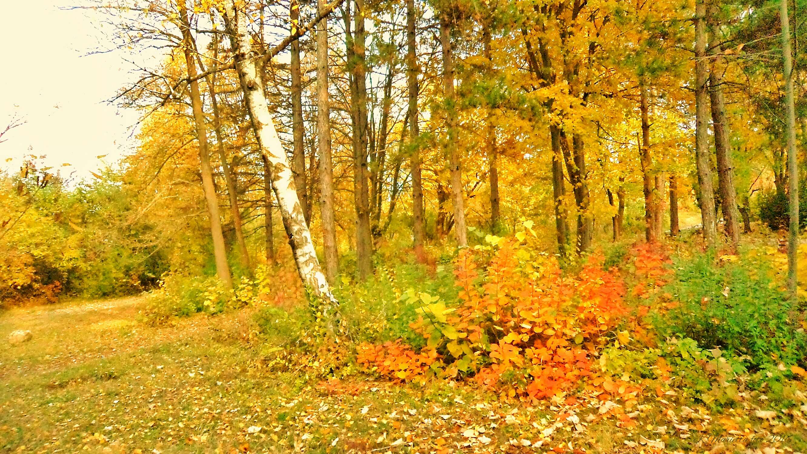 Осень в золотой косынке