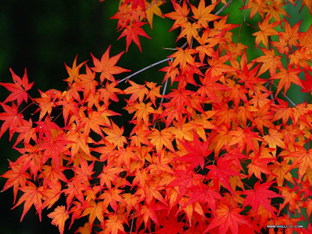 Autumn Forest Photography & Golden Autumn 1024x768 NO.30