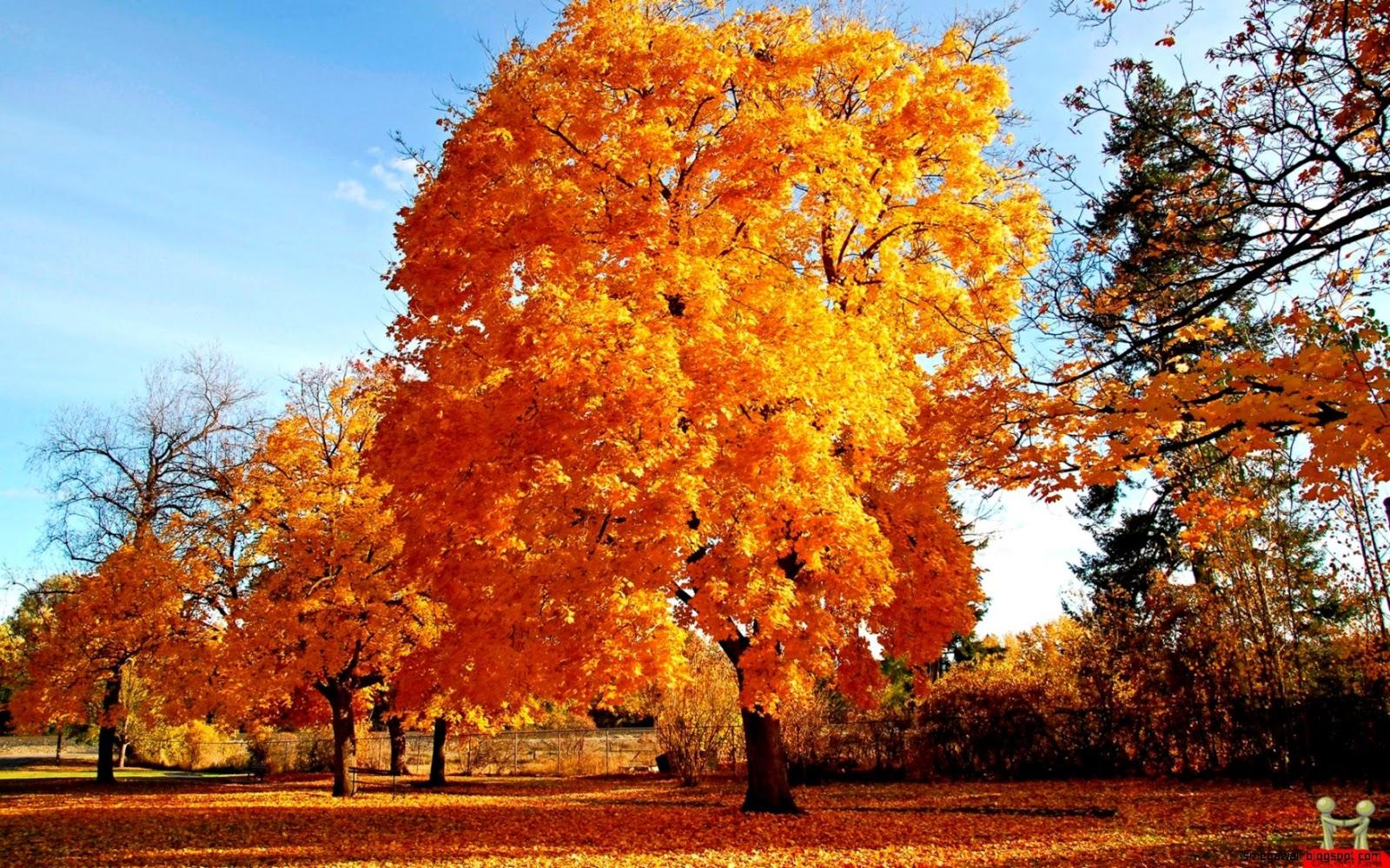 Golden Autumn Trees HD Wallpaper