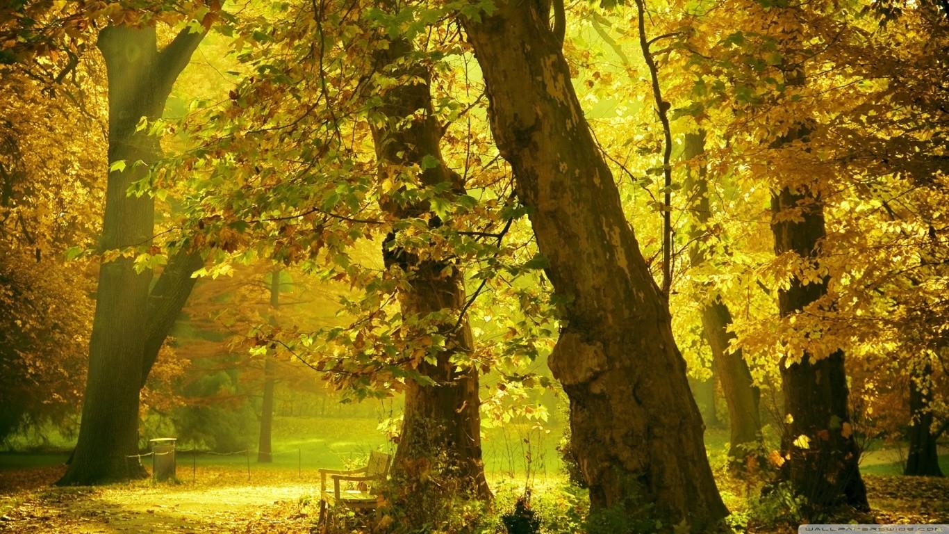 Forests: Landscape Trees Autumn Forest Scene Golden Seasons Nature