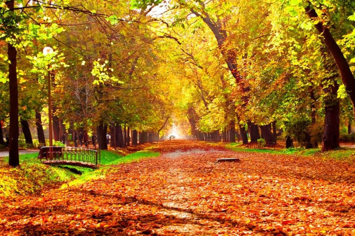 Forest: Back Shade Path Golden Autumn Trees Forest 3D Wallpaper HD
