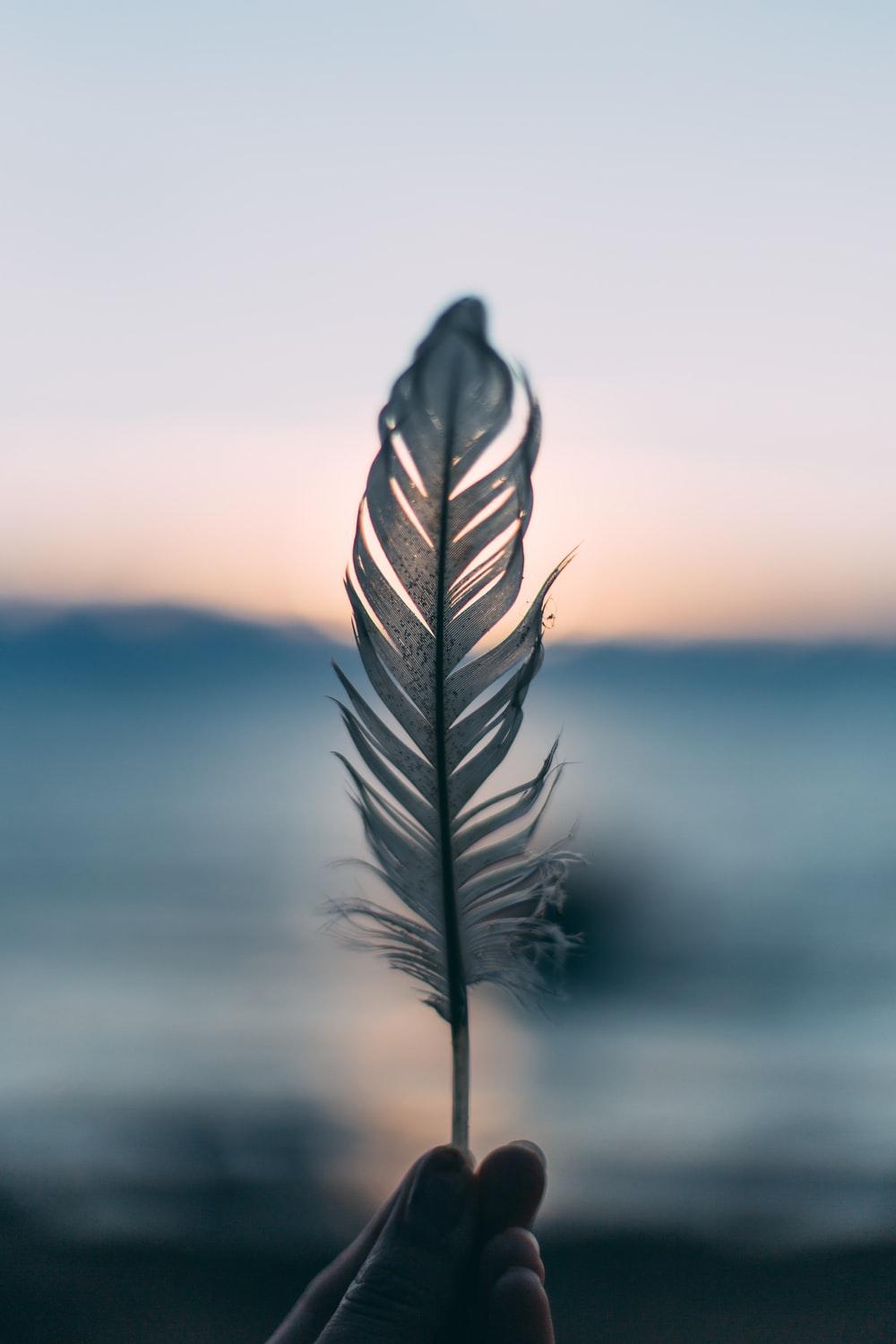 Feather Picture [HD]. Download Free Image