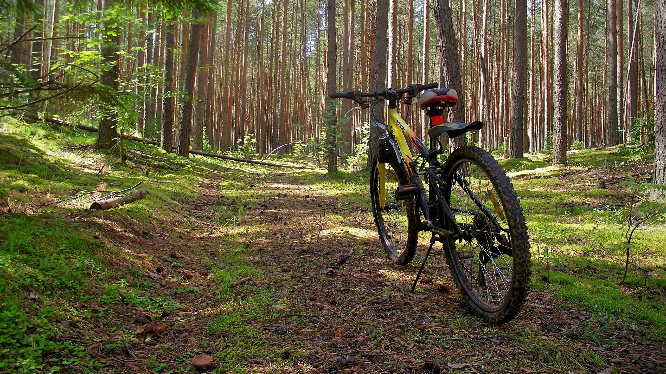 Desktop Wallpaper Bicycle Nature forest 2560x1440