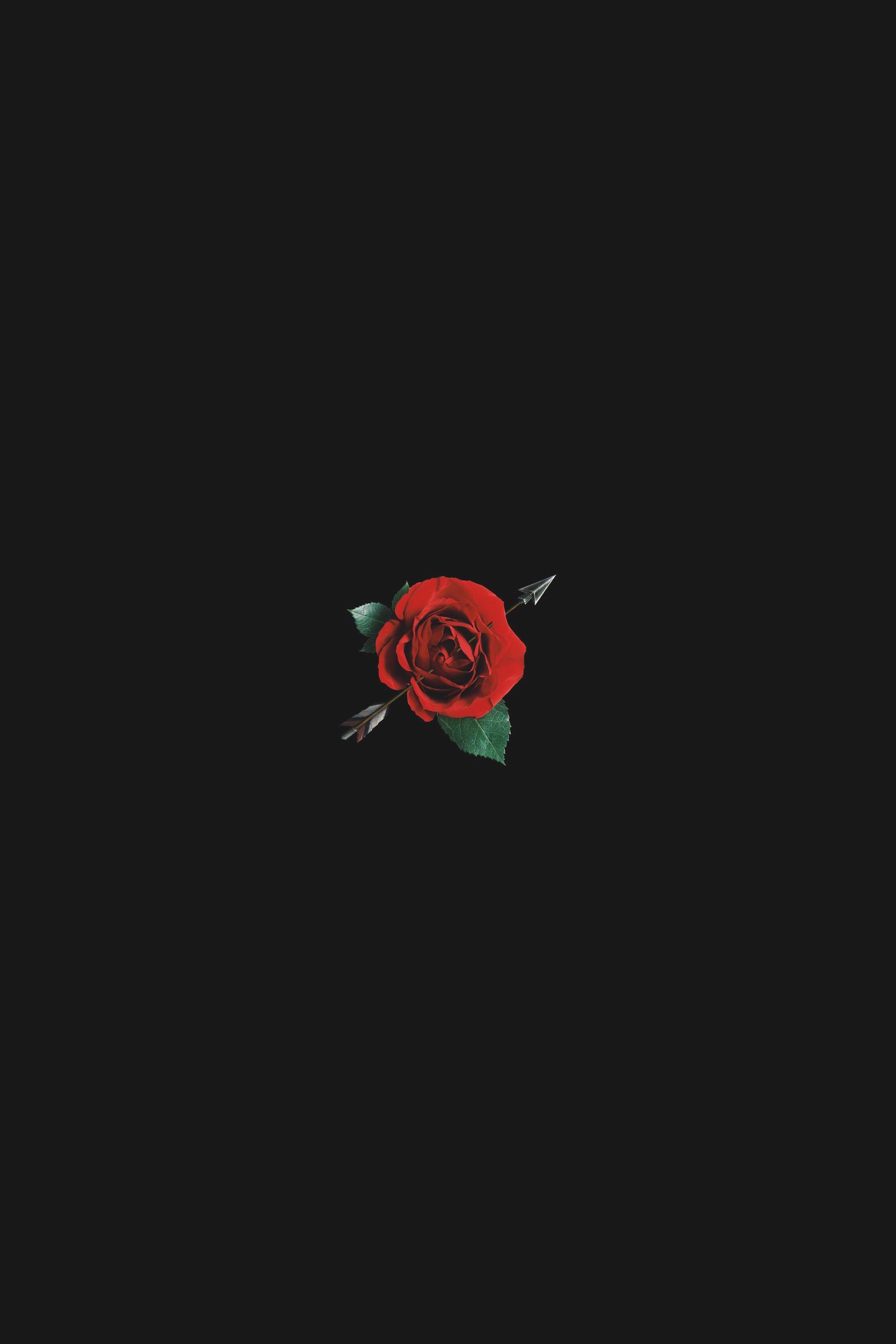 red #rose #amoled #avermusic Instagram in 2019