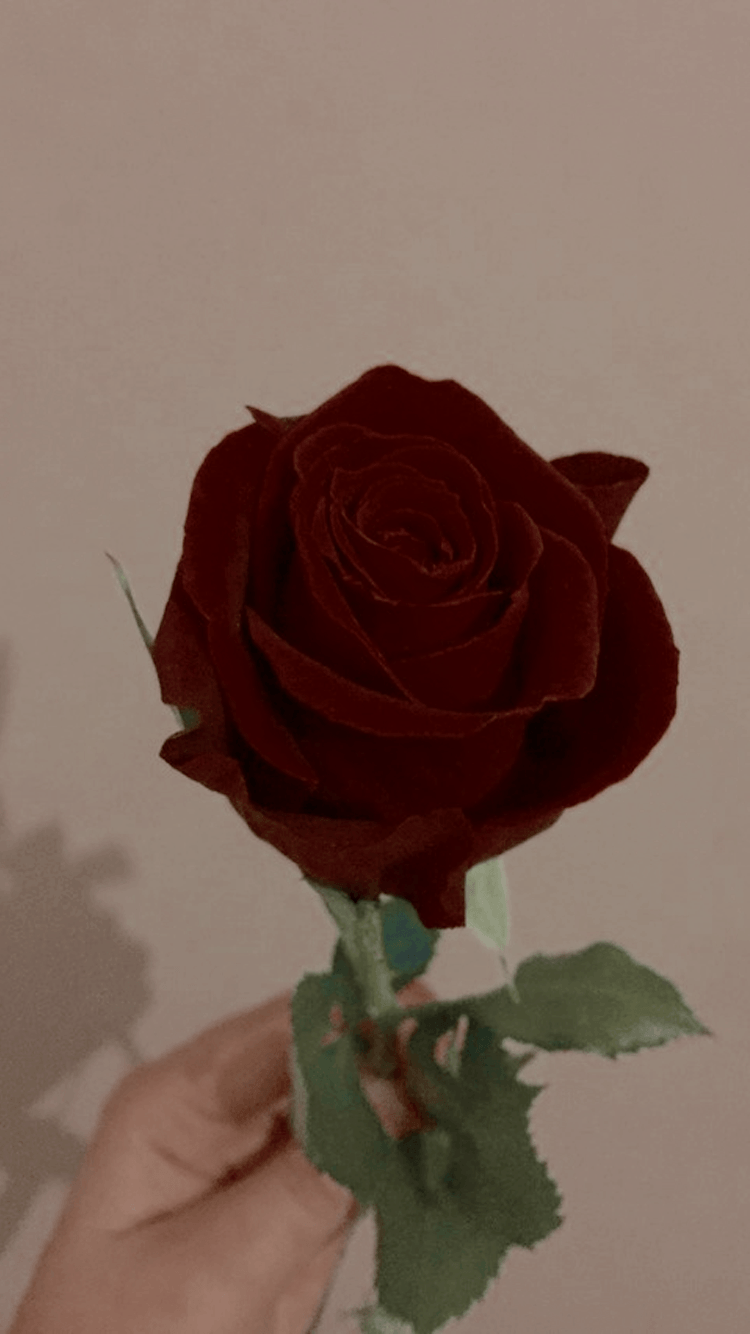 Red Rose Homescreen