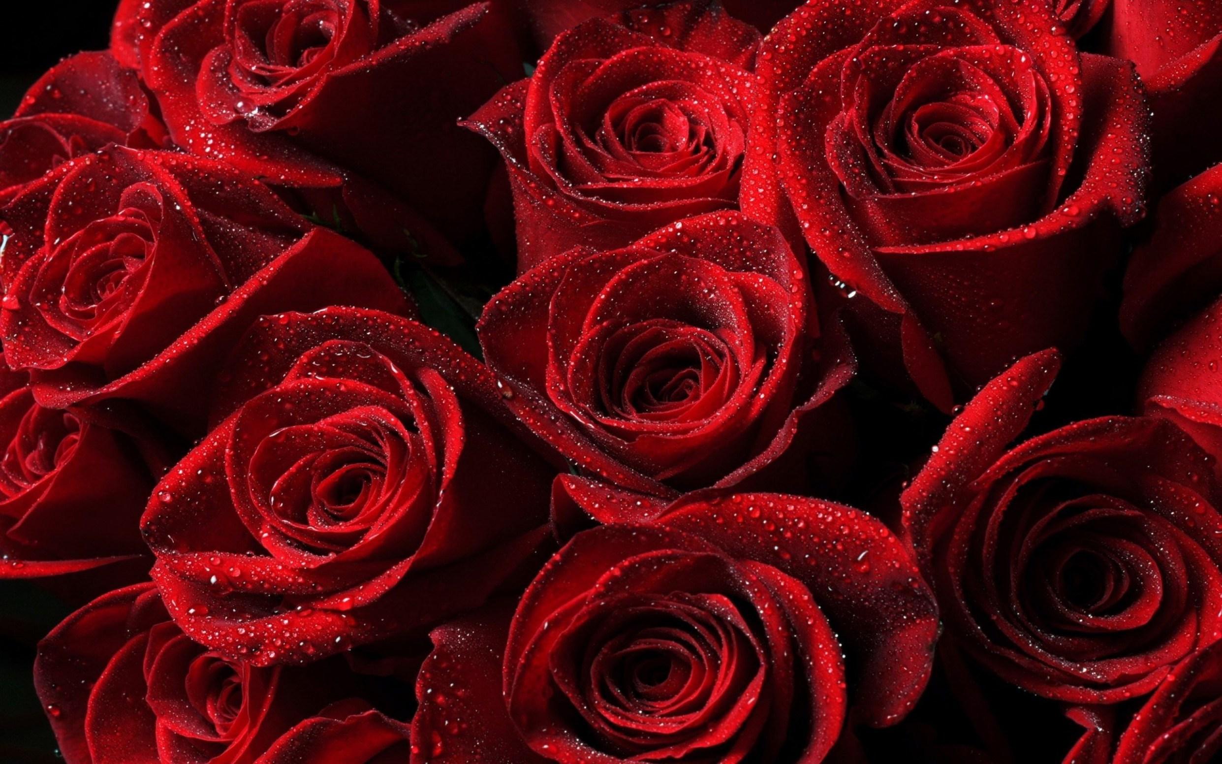 Red Roses Wallpaper background picture