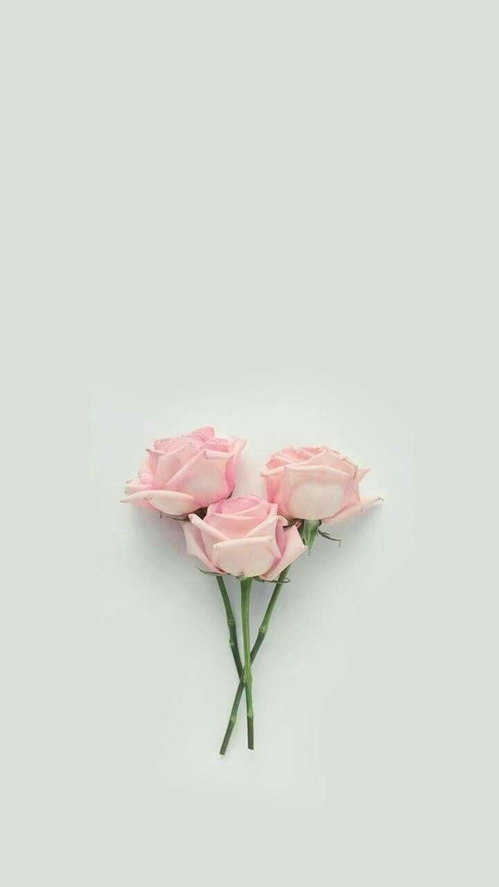 Rose aesthetic Wallpapers Download  MobCup