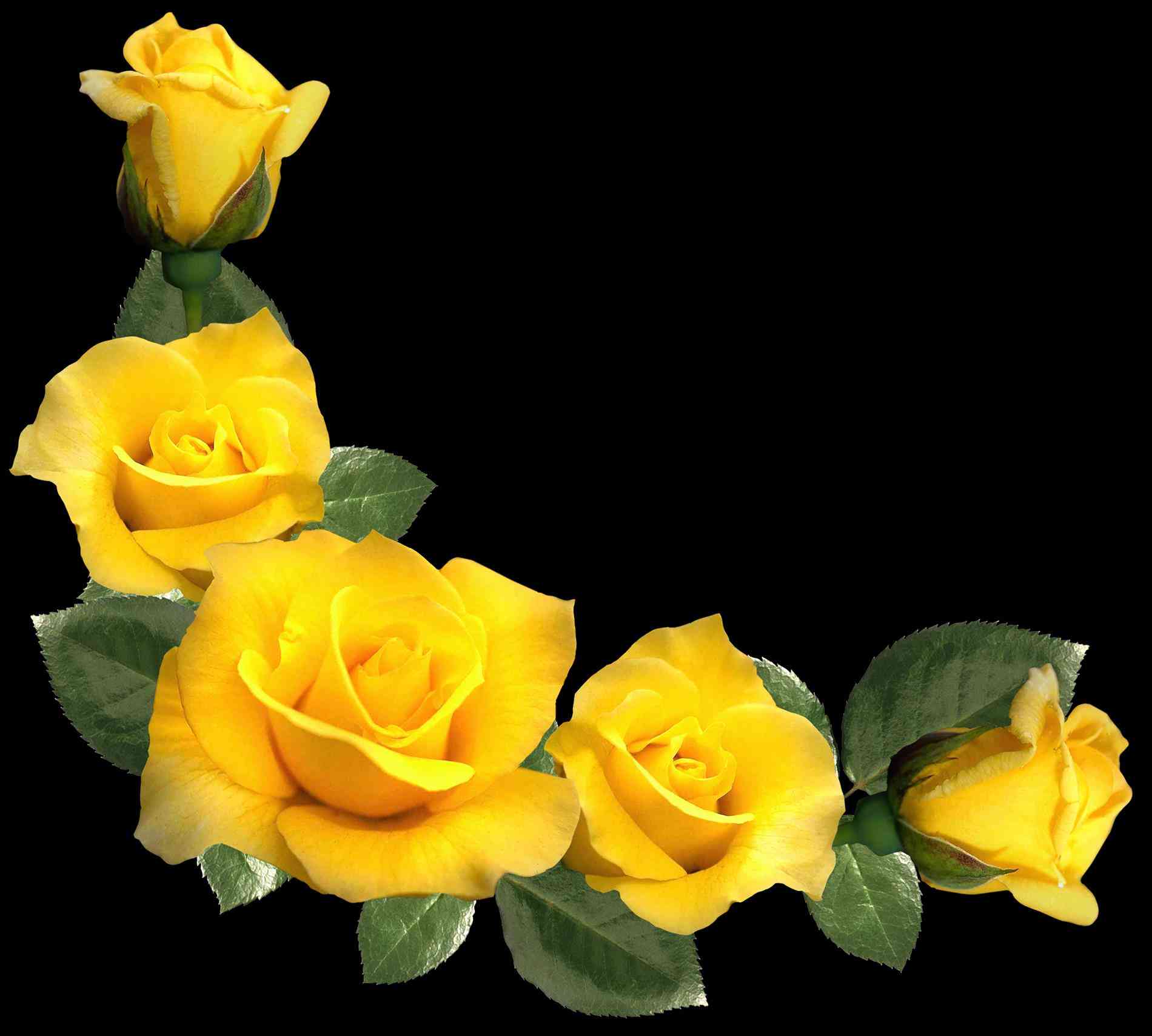 Yellow Rose Wallpaper Background Yellow Aesthetic Png