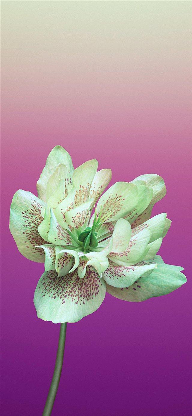 Aesthetic Flower Wallpaper iPhone