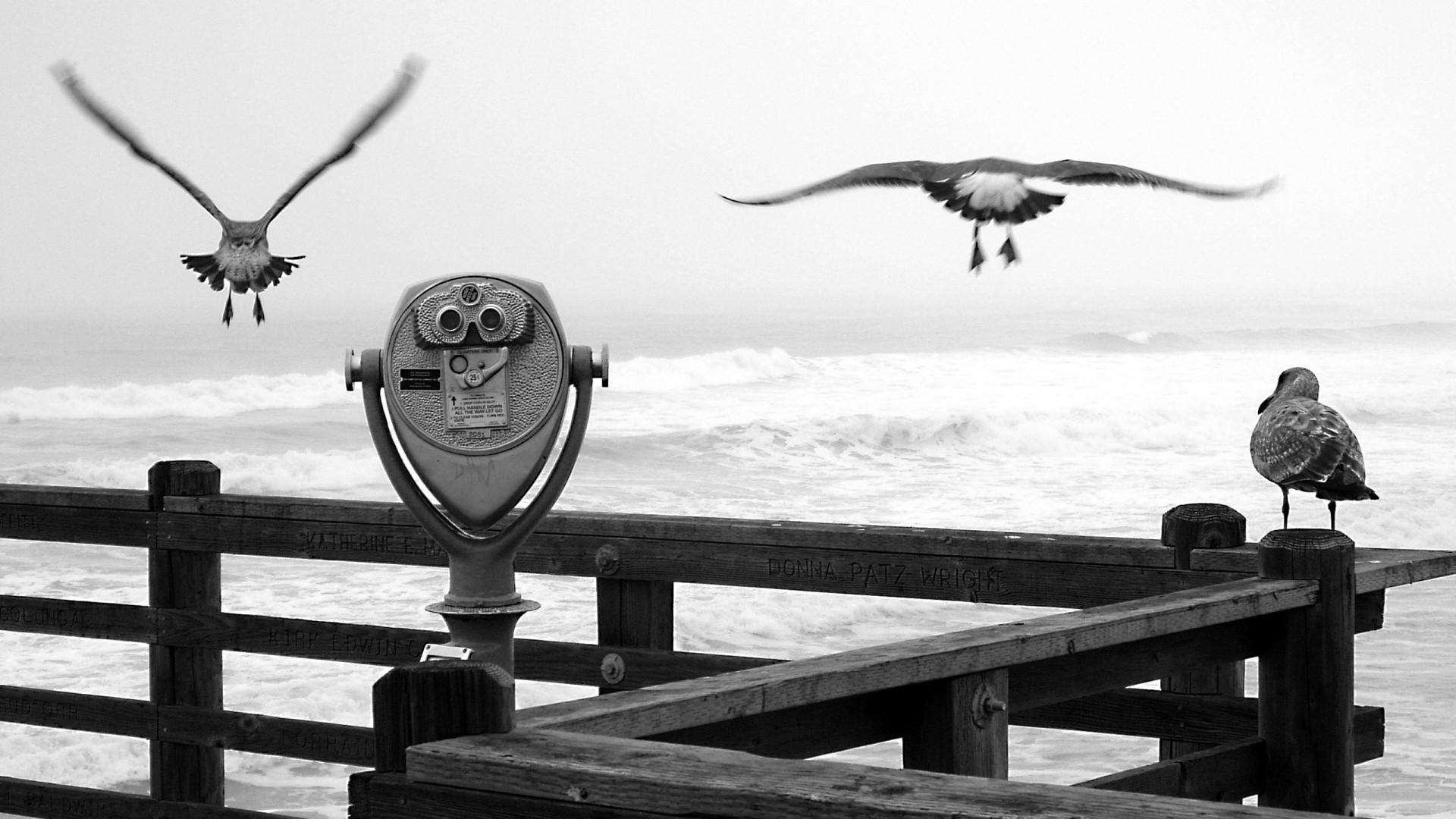 Ocean Wallpaper, Huge Sea Photo, Animals, Amazing, Black, White