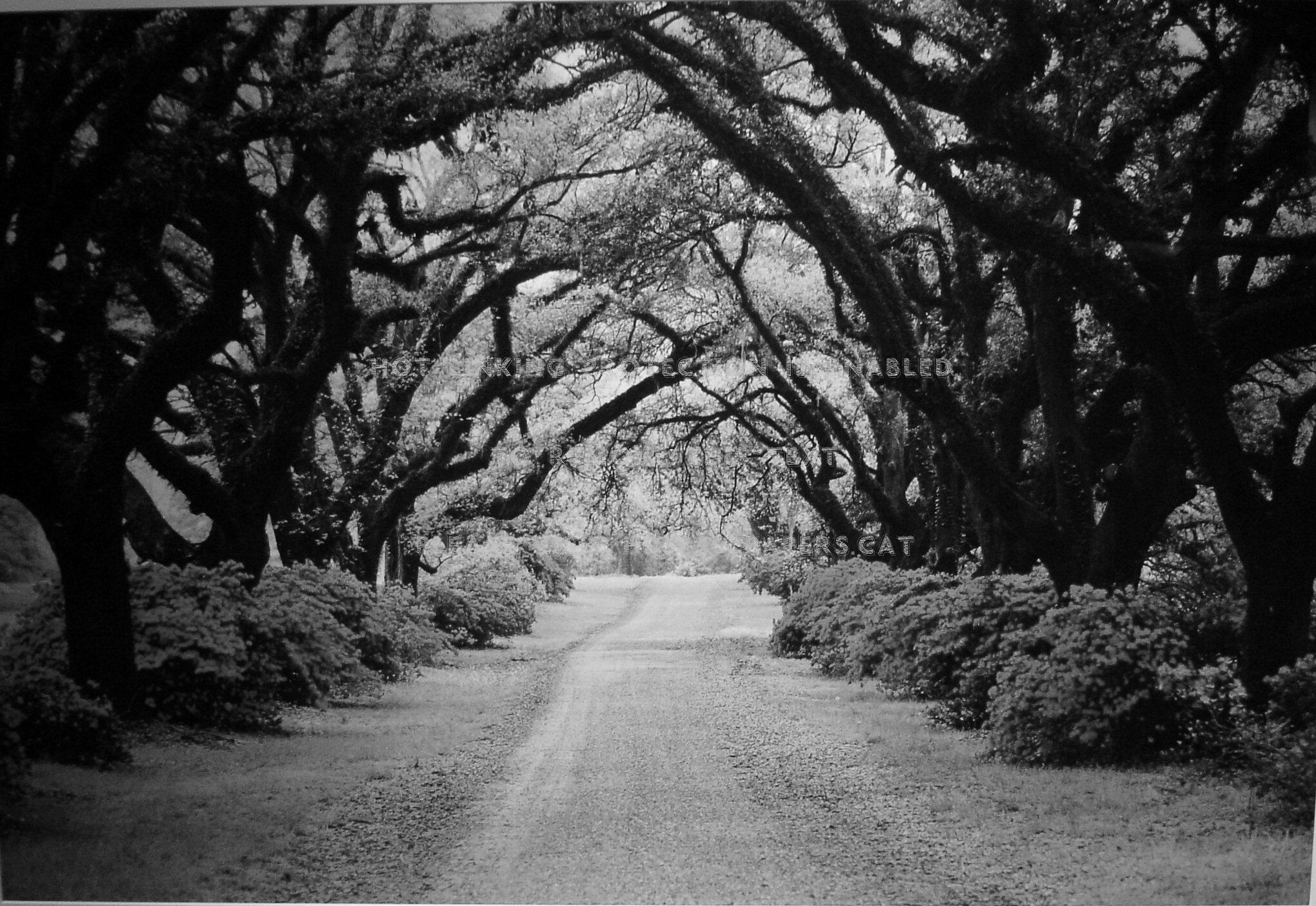 Tree Tunnel Black & White Scenic Drive