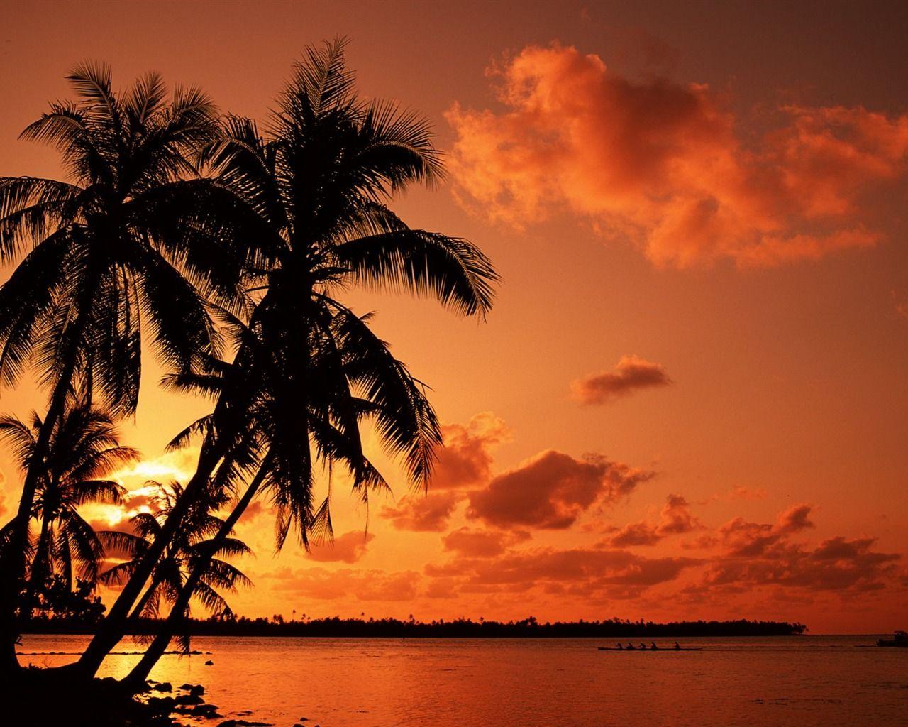 Palm Tree Beach Sunset Wallpapers