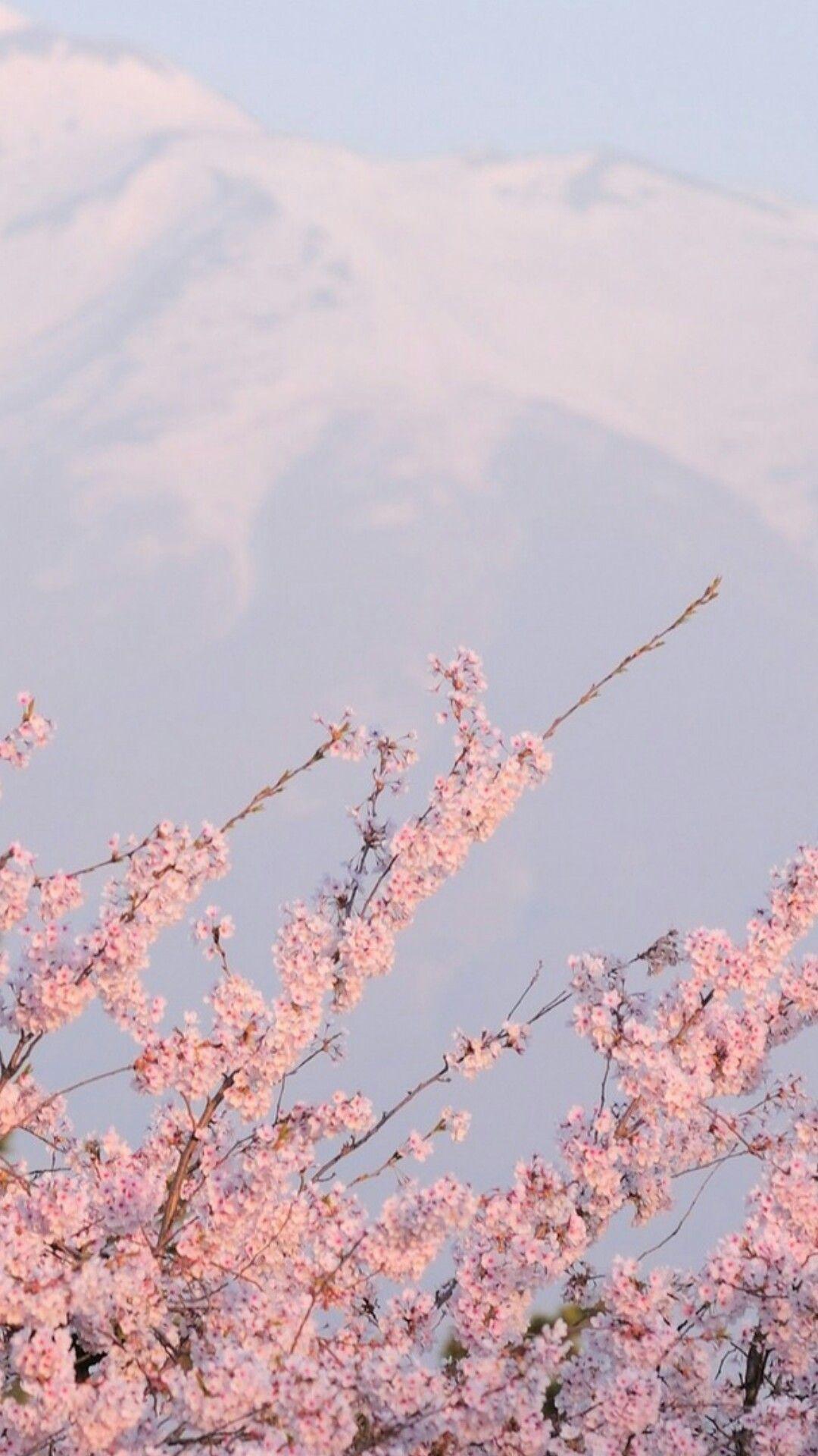 sakura wallpaper. Aesthetic background, Pastel pink