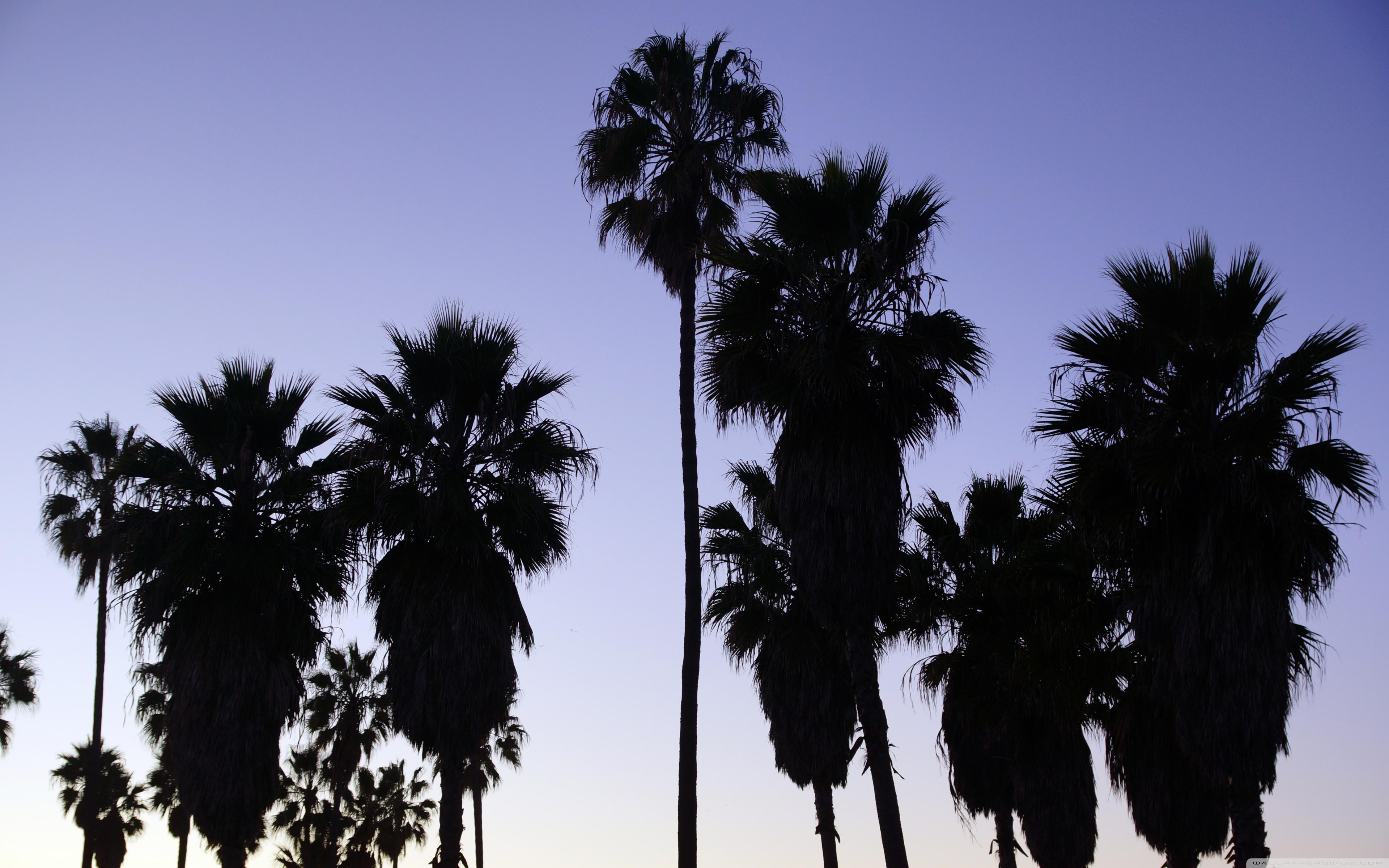 Palm Trees Venice Beach, Los Angeles ❤ 4K HD Desktop Wallpaper