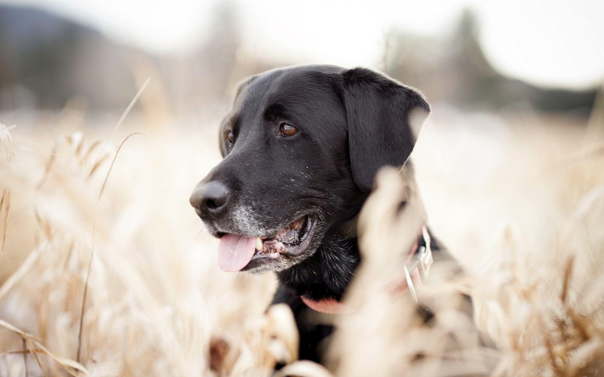 Black Labrador Wallpaper