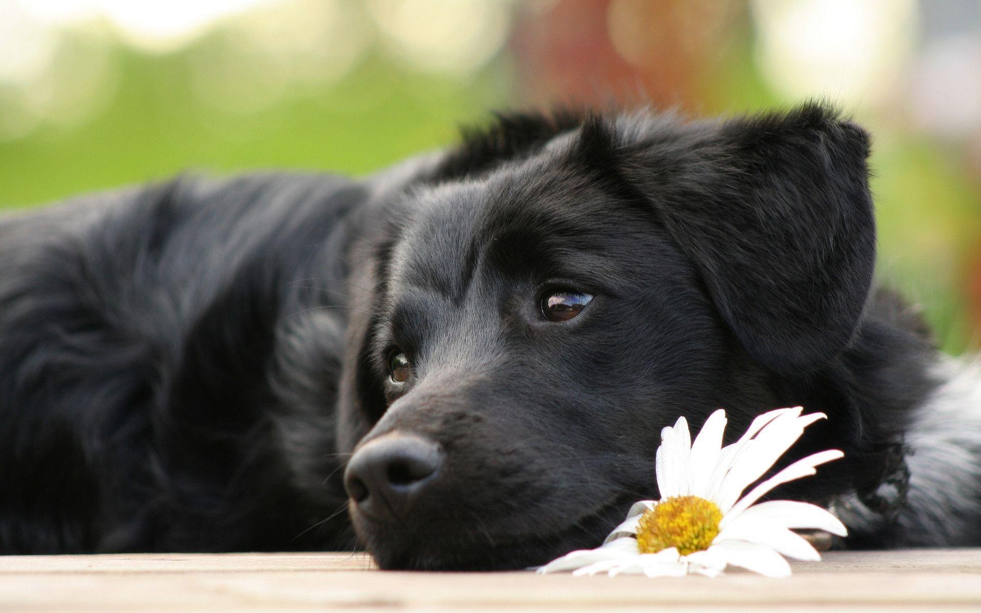 Black Lab Puppy Wallpaper