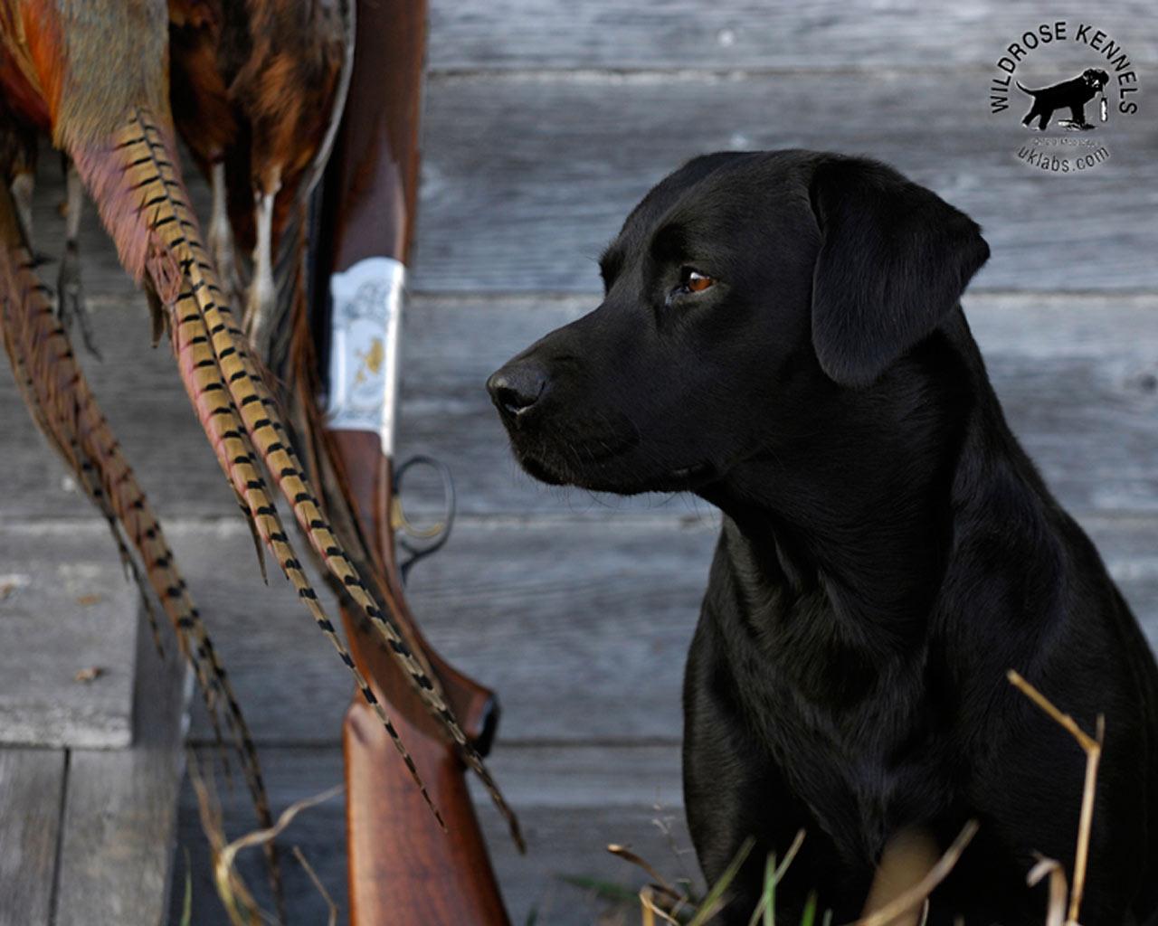 Black Lab Wallpaper