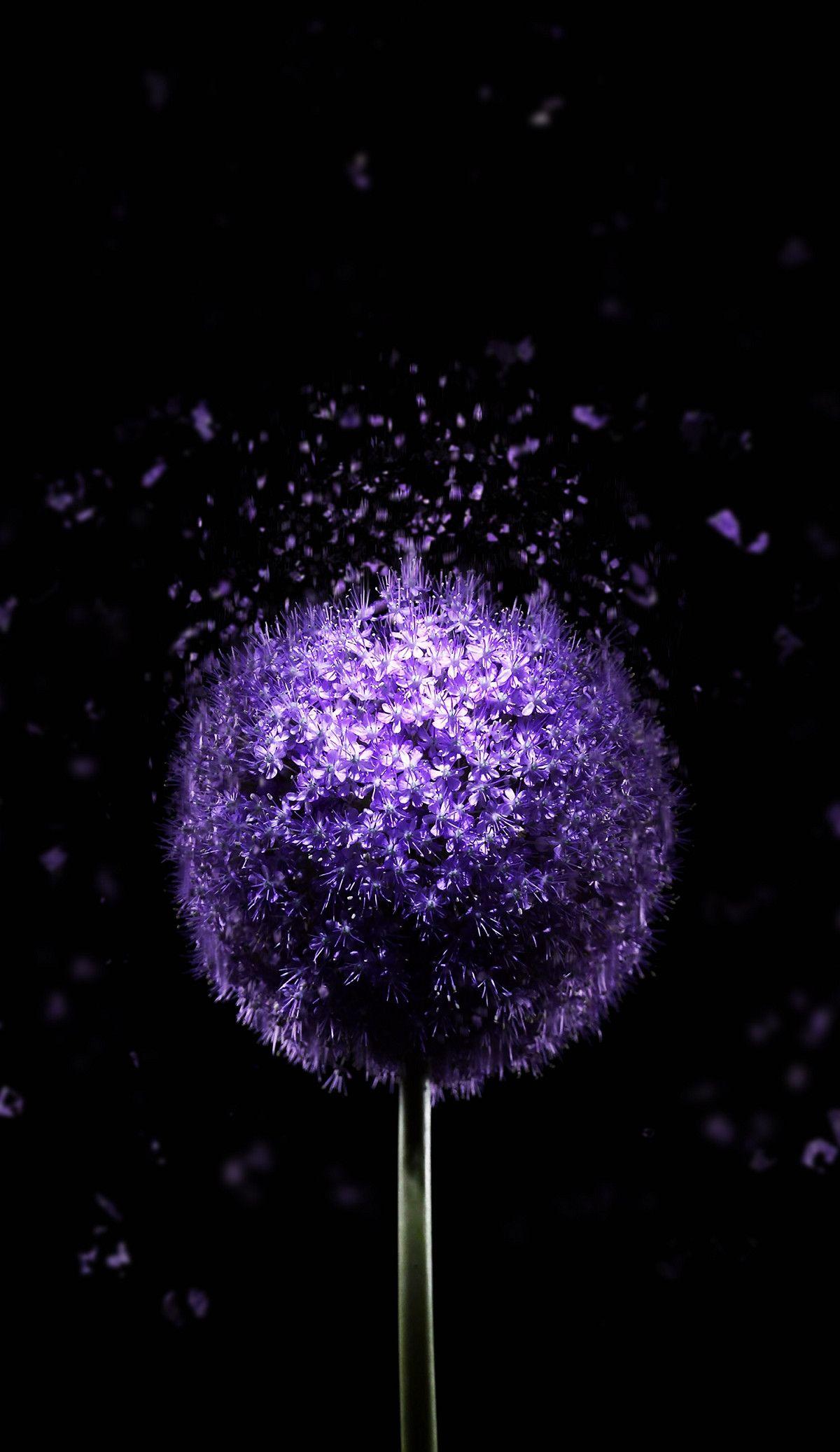 Violet Flower 4K AMOLED Wallpaper. Nature iphone wallpaper, Abstract wallpaper, Violet flower