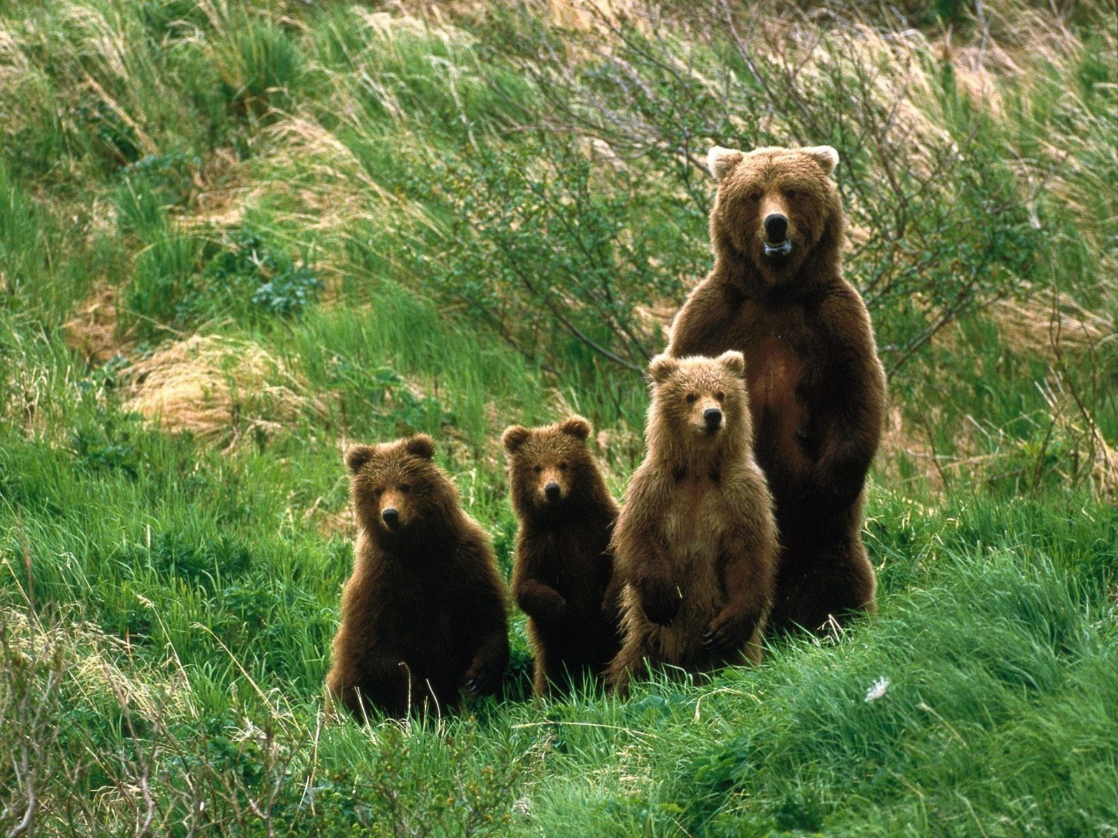 Wallpaper bear cubs, bear, brown bear, grass desktop wallpaper
