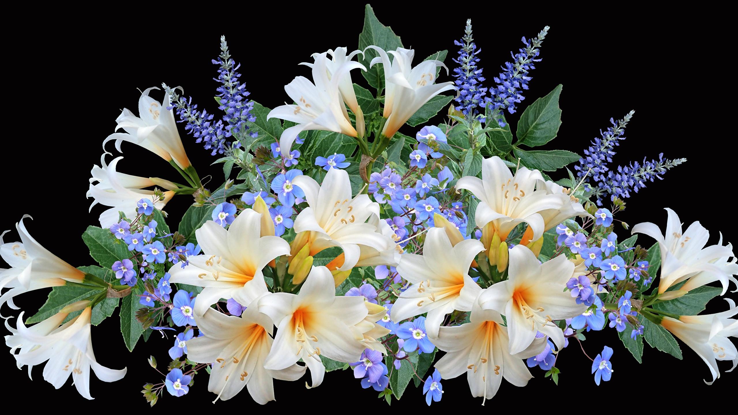 Desktop Wallpaper Bouquets Lilies flower Black background 2560x1440