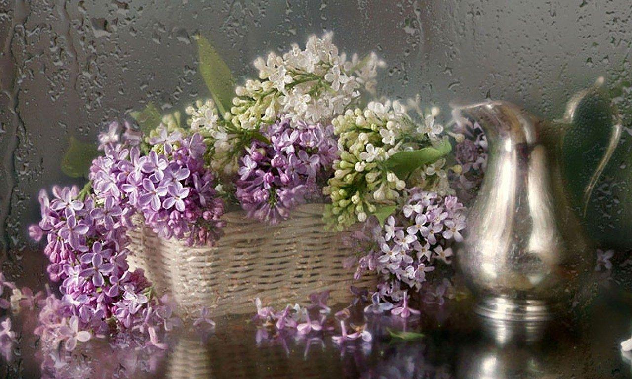 OgNature.com Lilac Rainy Lilacs Romance Pretty Flowers Life