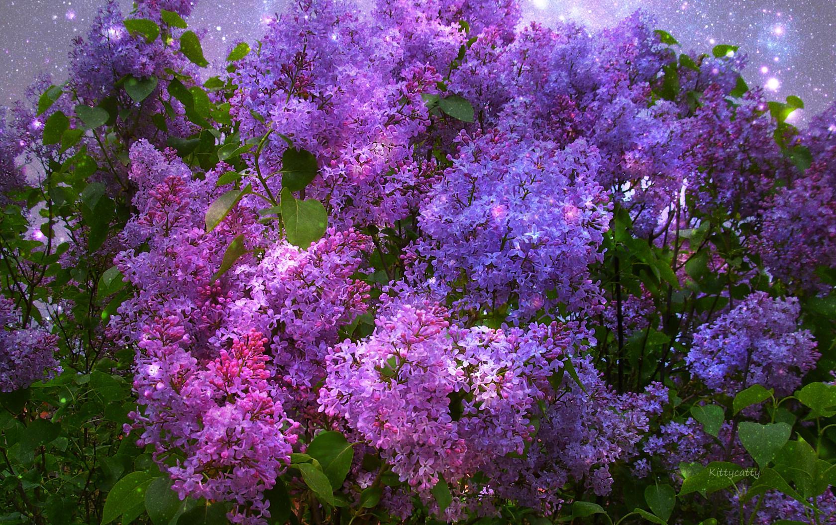 lilac bush wallpaper