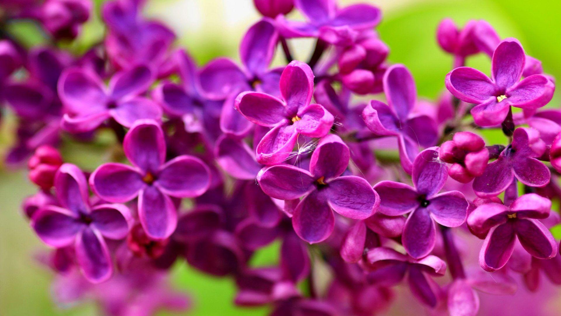 Lovely Lilac Fresh Colorful Flowers Fragrance Nice Tree Scent Nature