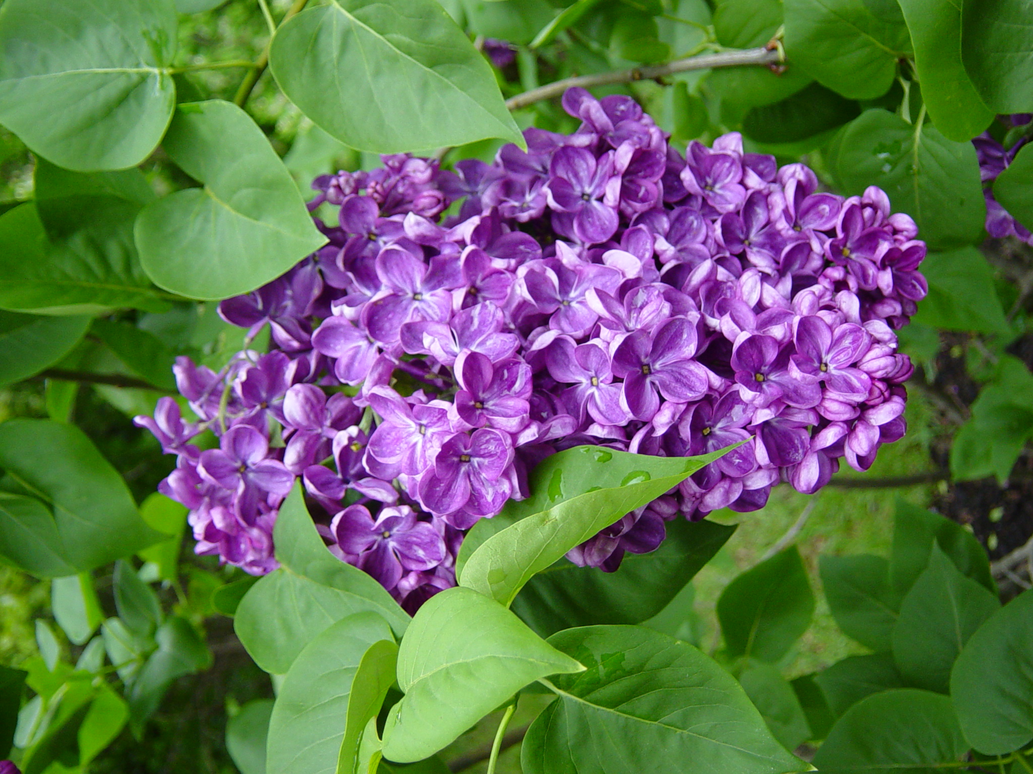 Lilacs: How to Plant, Grow, and Care for Lilac Shrubs. The Old