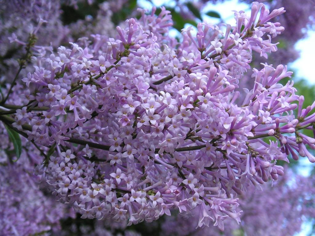 HD wallpaper: Lovely Lilac Lilacs Flowers Purple Sky Bush